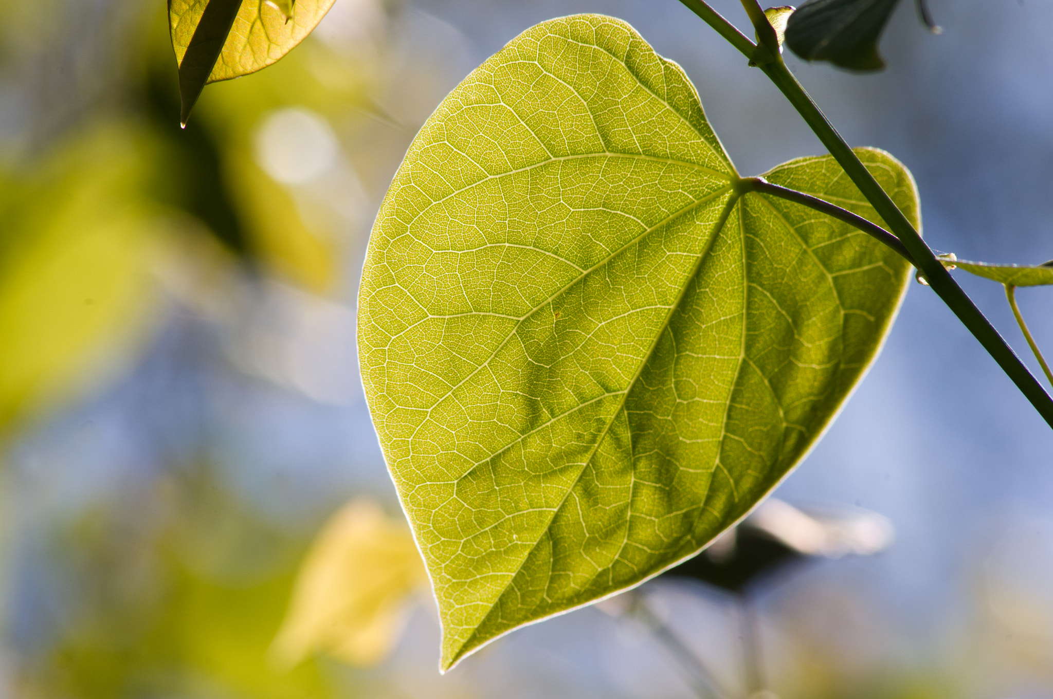 Pentax K-x + Sigma sample photo. Nature's heart of green photography