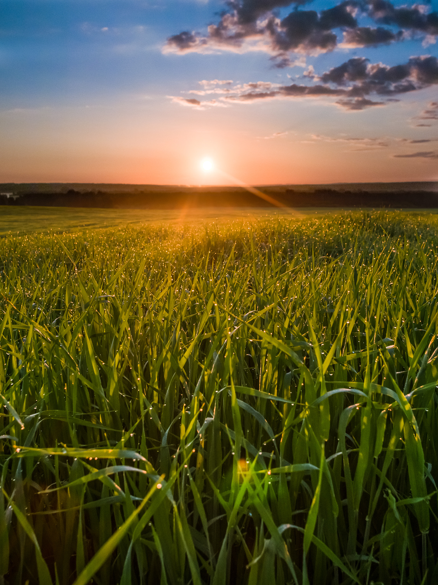 Panasonic Lumix DMC-G5 + Sigma 19mm F2.8 EX DN sample photo. Grassland photography
