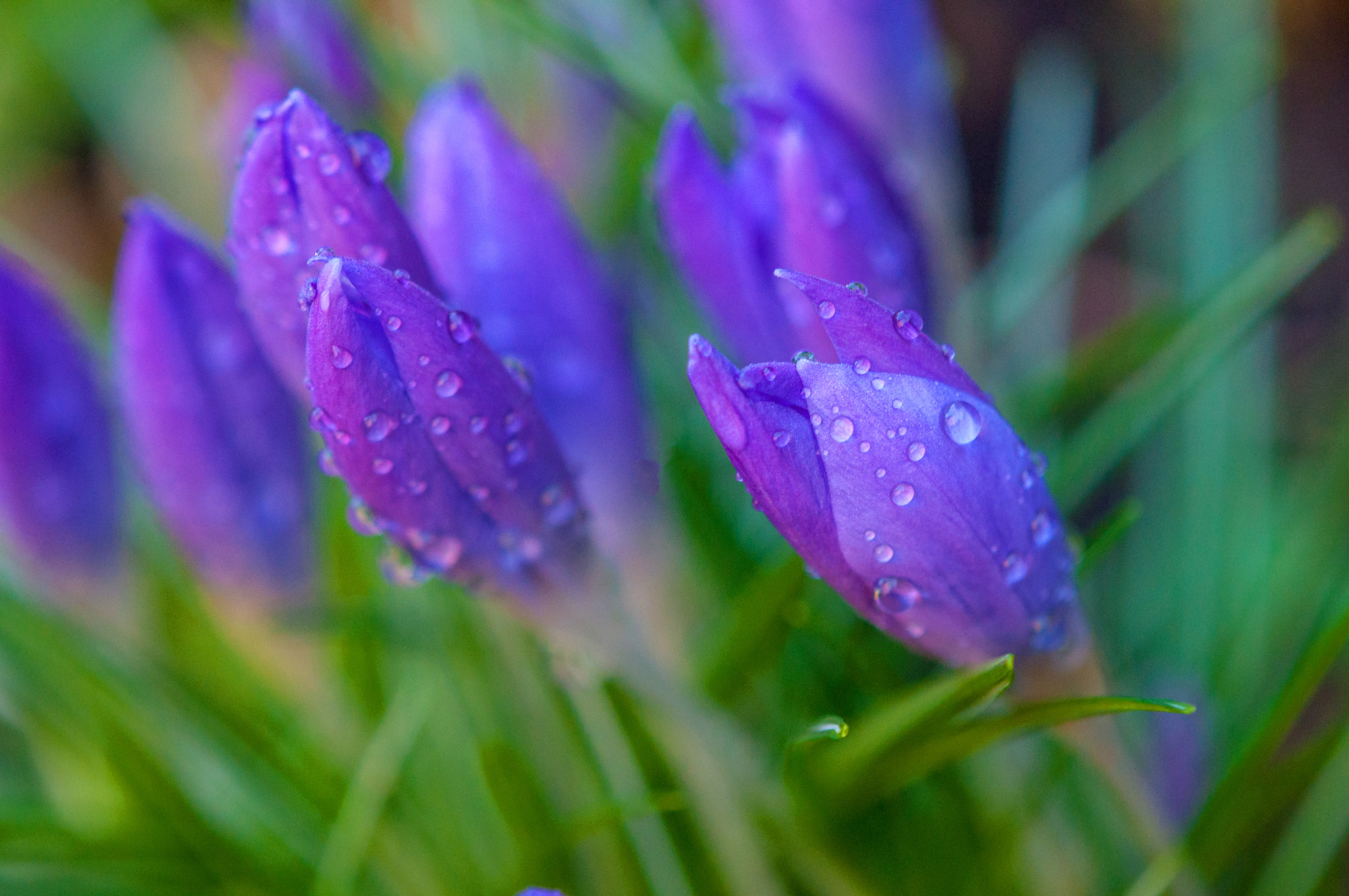 Nikon AF-S DX Micro-Nikkor 85mm F3.5G ED VR sample photo. 'crocus' photography