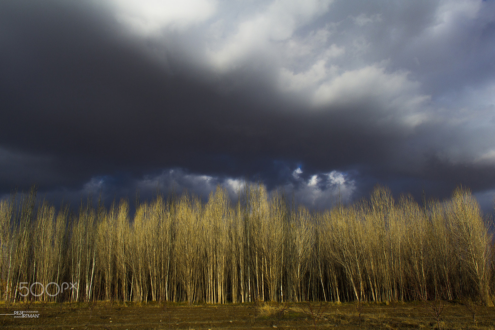 Canon EOS 600D (Rebel EOS T3i / EOS Kiss X5) sample photo. Poplar photography