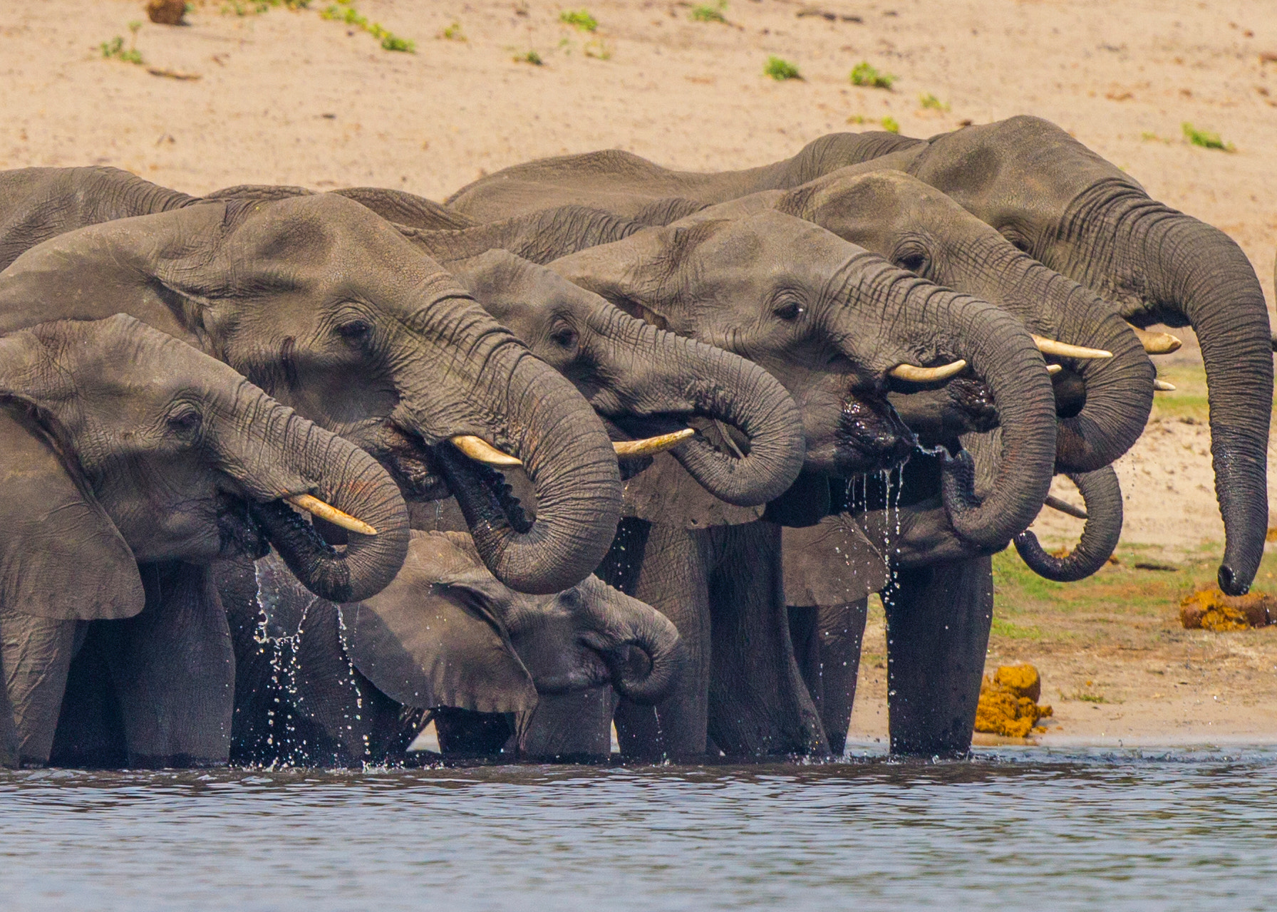 Canon EF 500mm F4L IS II USM sample photo. Some thirsty elephants photography
