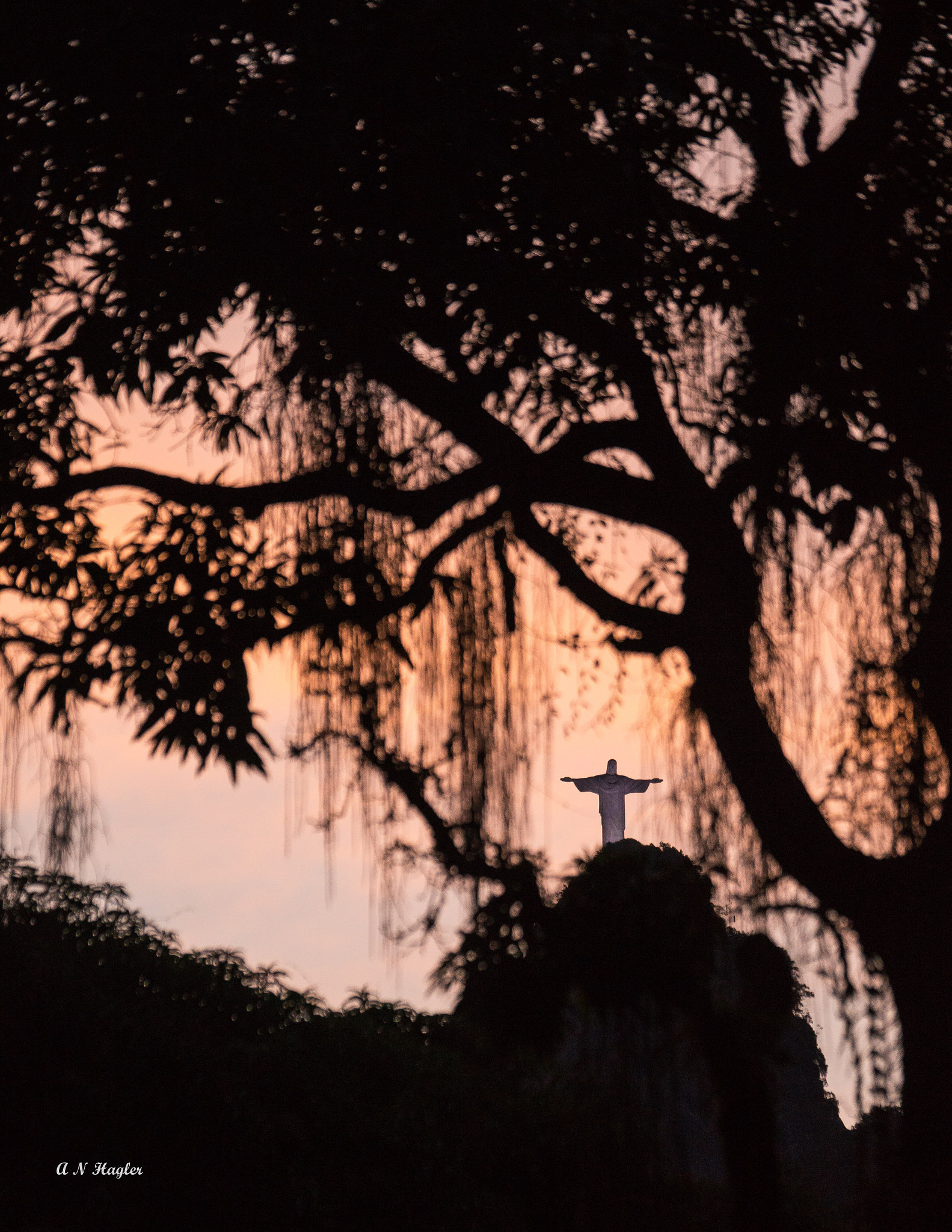 Sony 70-300mm F4.5-5.6 G SSM sample photo. Corcovado tree &amp; epiphytes at sunset photography