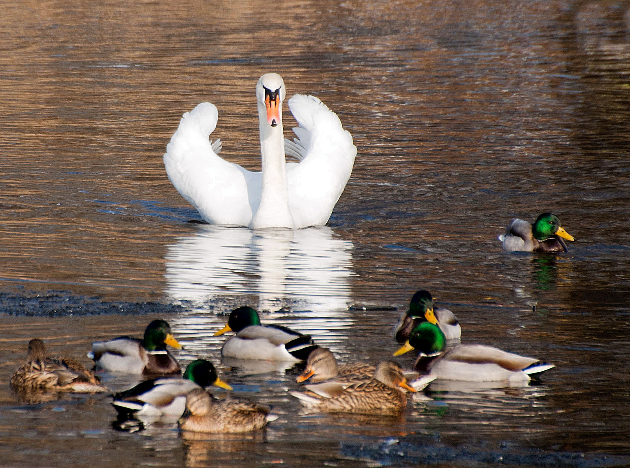 Sony Alpha DSLR-A300 + DT 18-270mm F3.5-6.3 SSM sample photo. Łabędzie zaczynają prezentować swoje wdzięki, kaczki chodzą parami, słońce świeci i coraz bliżej... photography