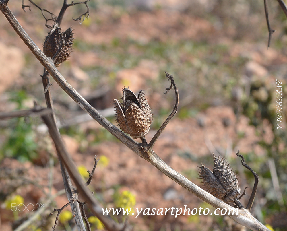 Nikon D3100 + AF Nikkor 70-210mm f/4-5.6 sample photo. Plantes seches photography