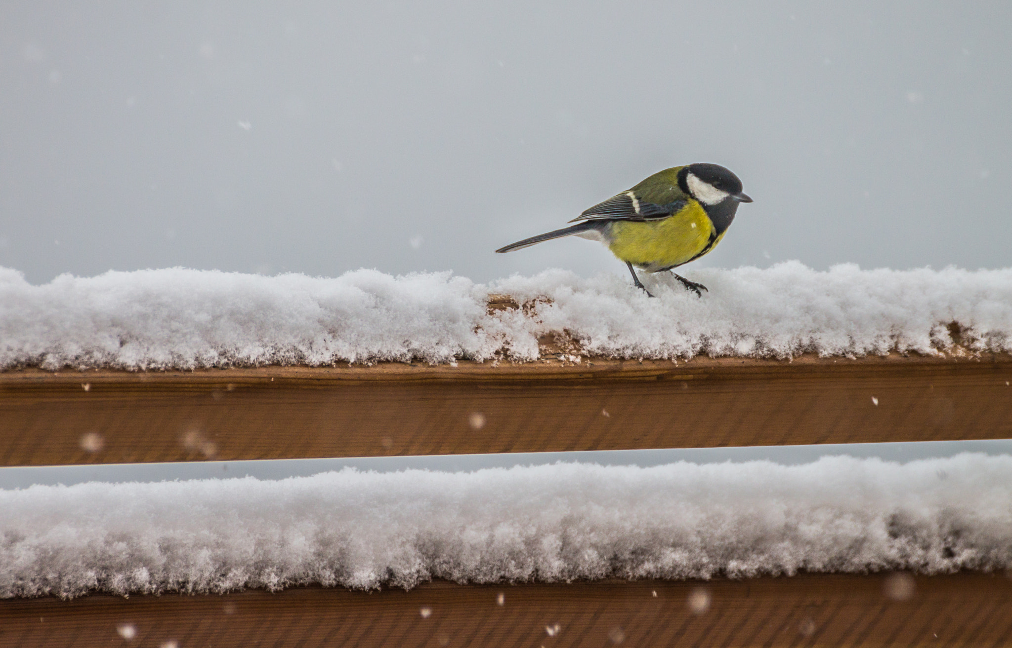 Tamron SP 35mm F1.8 Di VC USD sample photo. Confused bird. photography