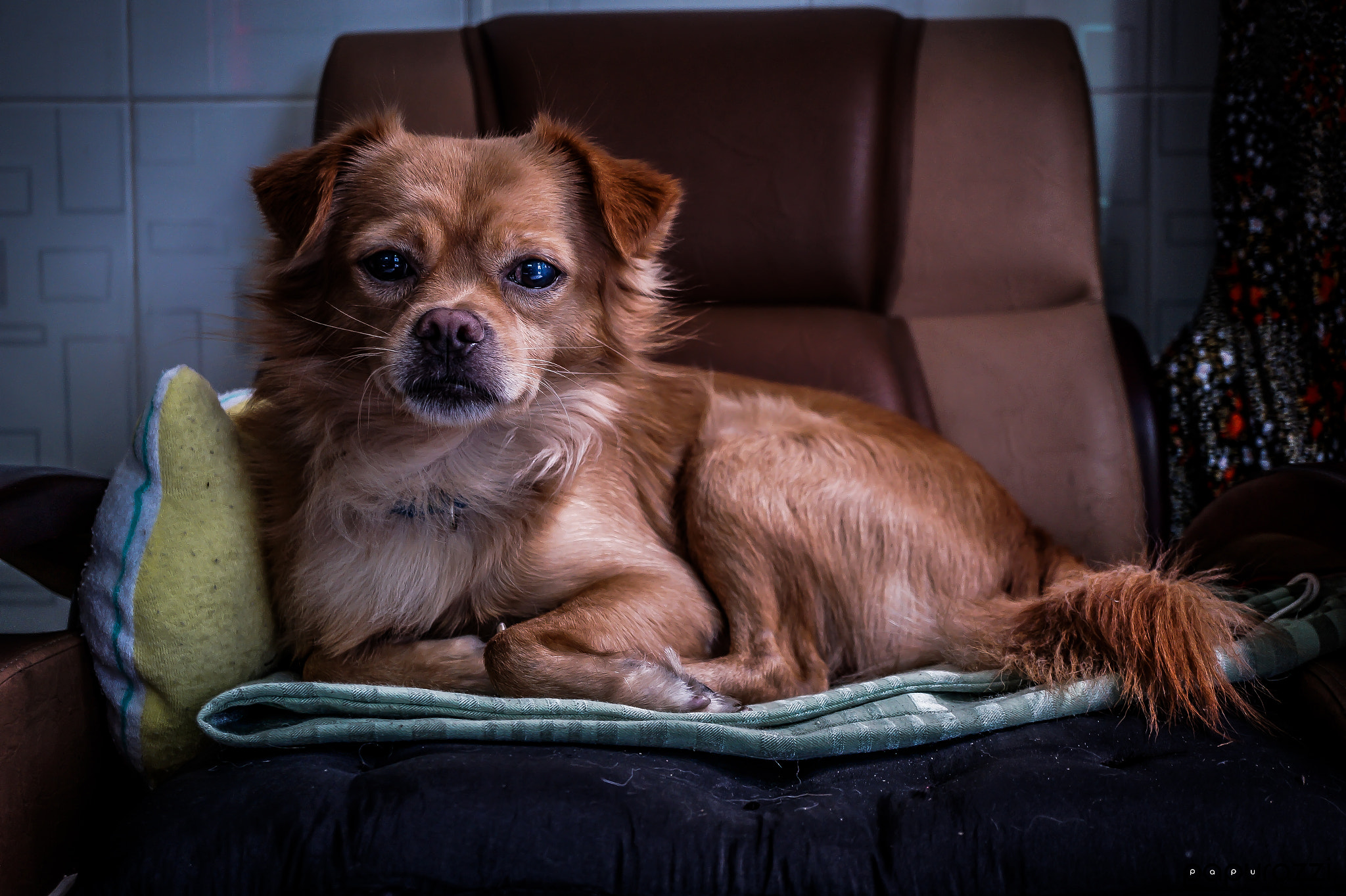 Sony Alpha a3000 + Sony E 30mm F3.5 Macro sample photo. Calming dog photography