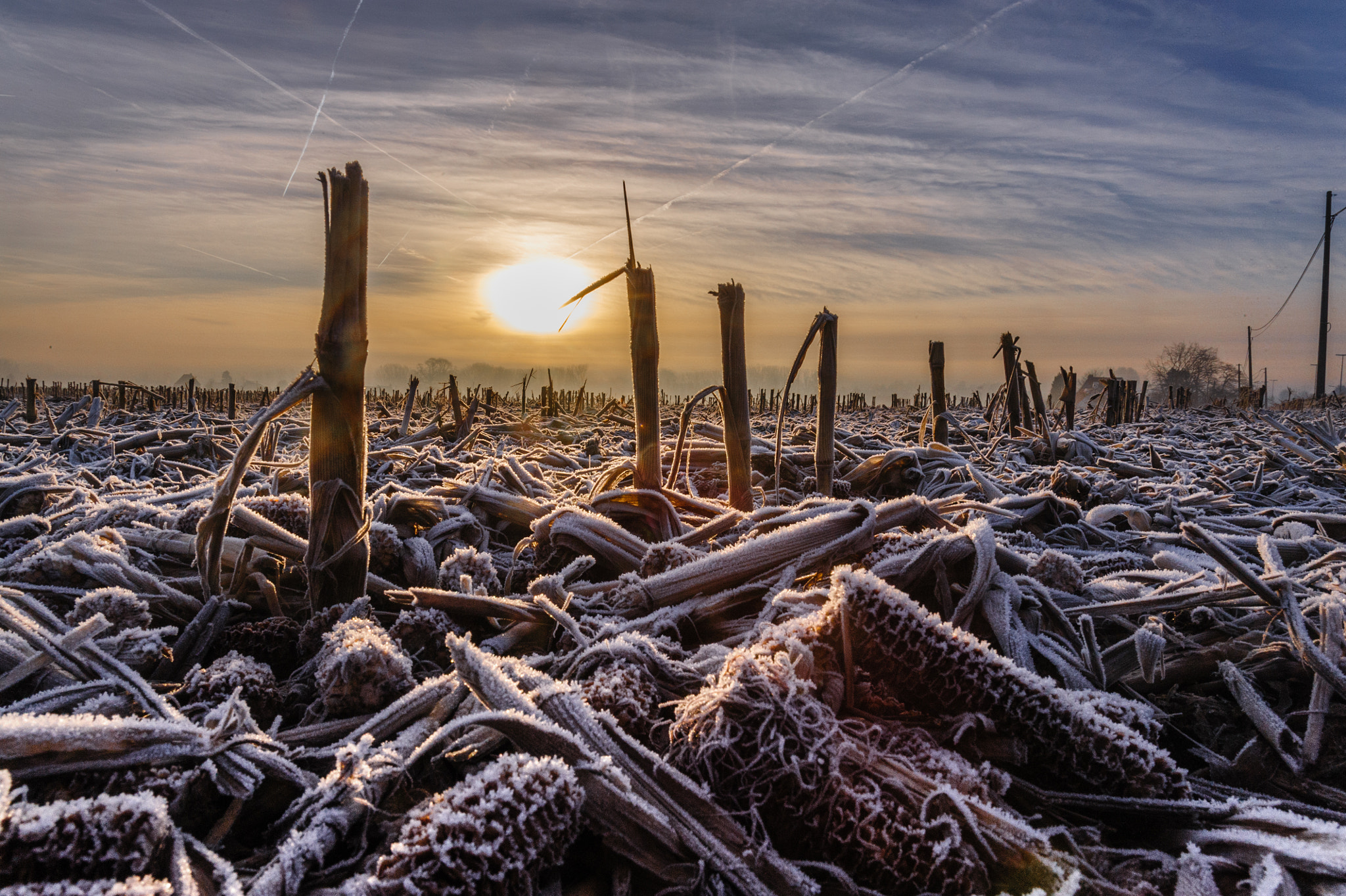 Nikon D3 + AF-S Zoom-Nikkor 24-85mm f/3.5-4.5G IF-ED sample photo. Early morning frost photography