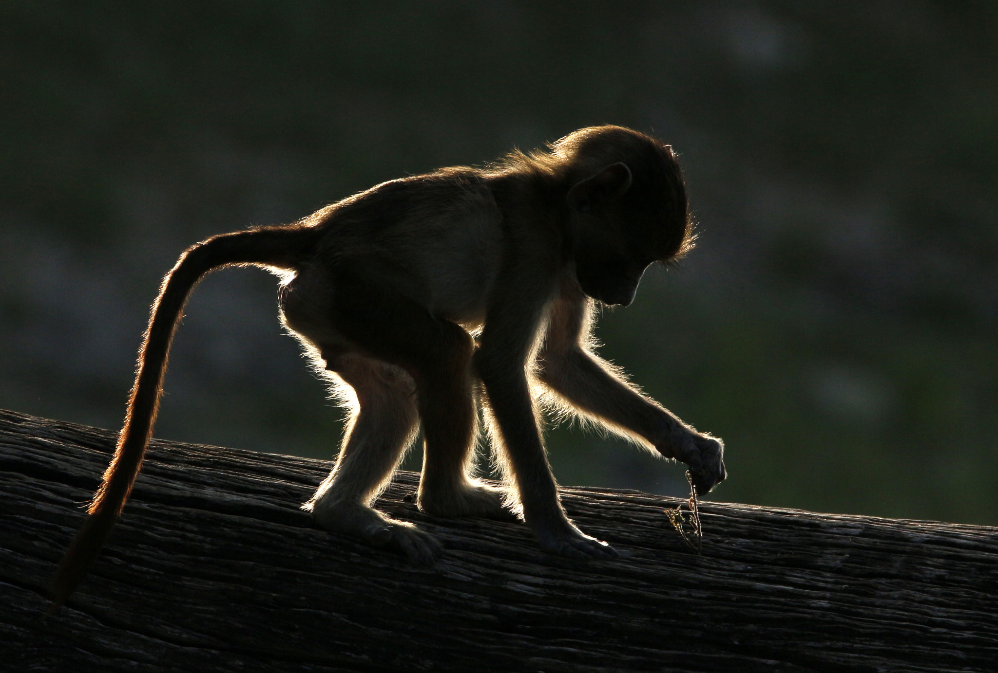 Tamron SP 150-600mm F5-6.3 Di VC USD sample photo. Baboon discovery photography