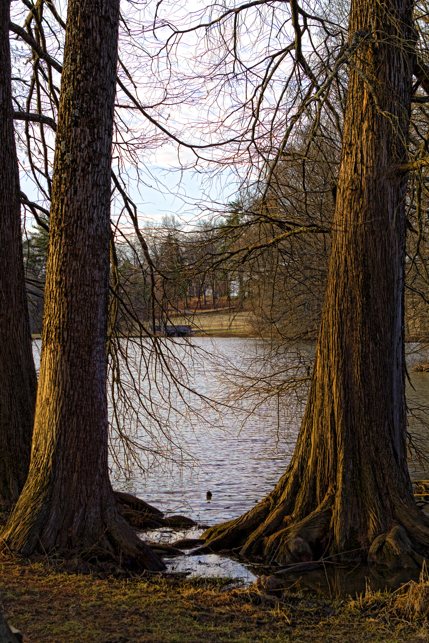 Canon EF 24-70mm F2.8L USM sample photo. Cypress photography