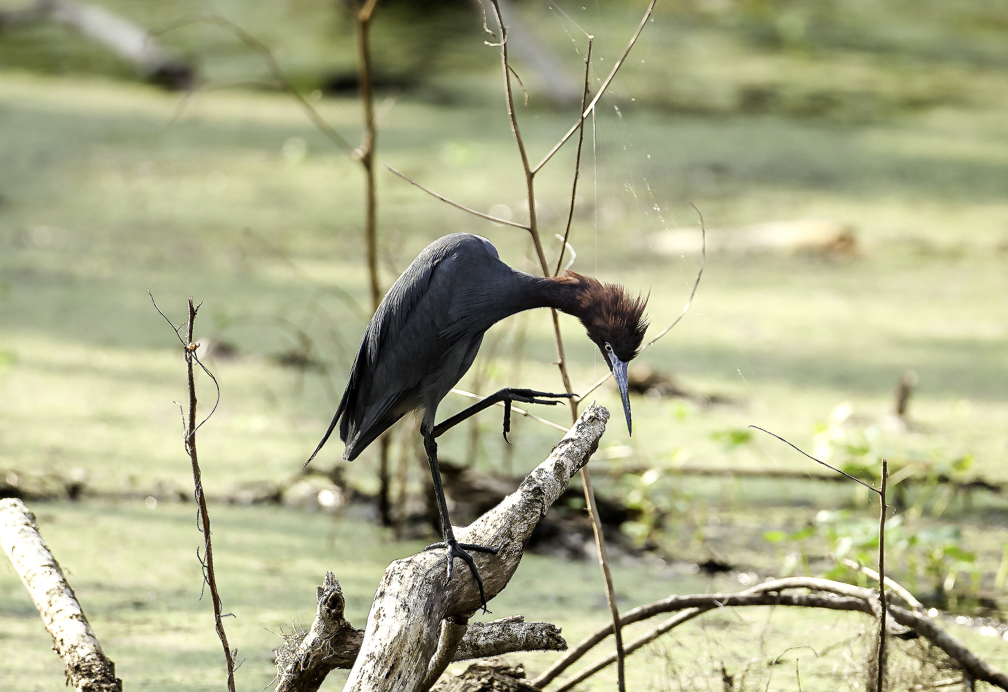 Canon EOS-1D Mark III + Canon EF 500mm F4L IS USM sample photo. Little blue heron photography