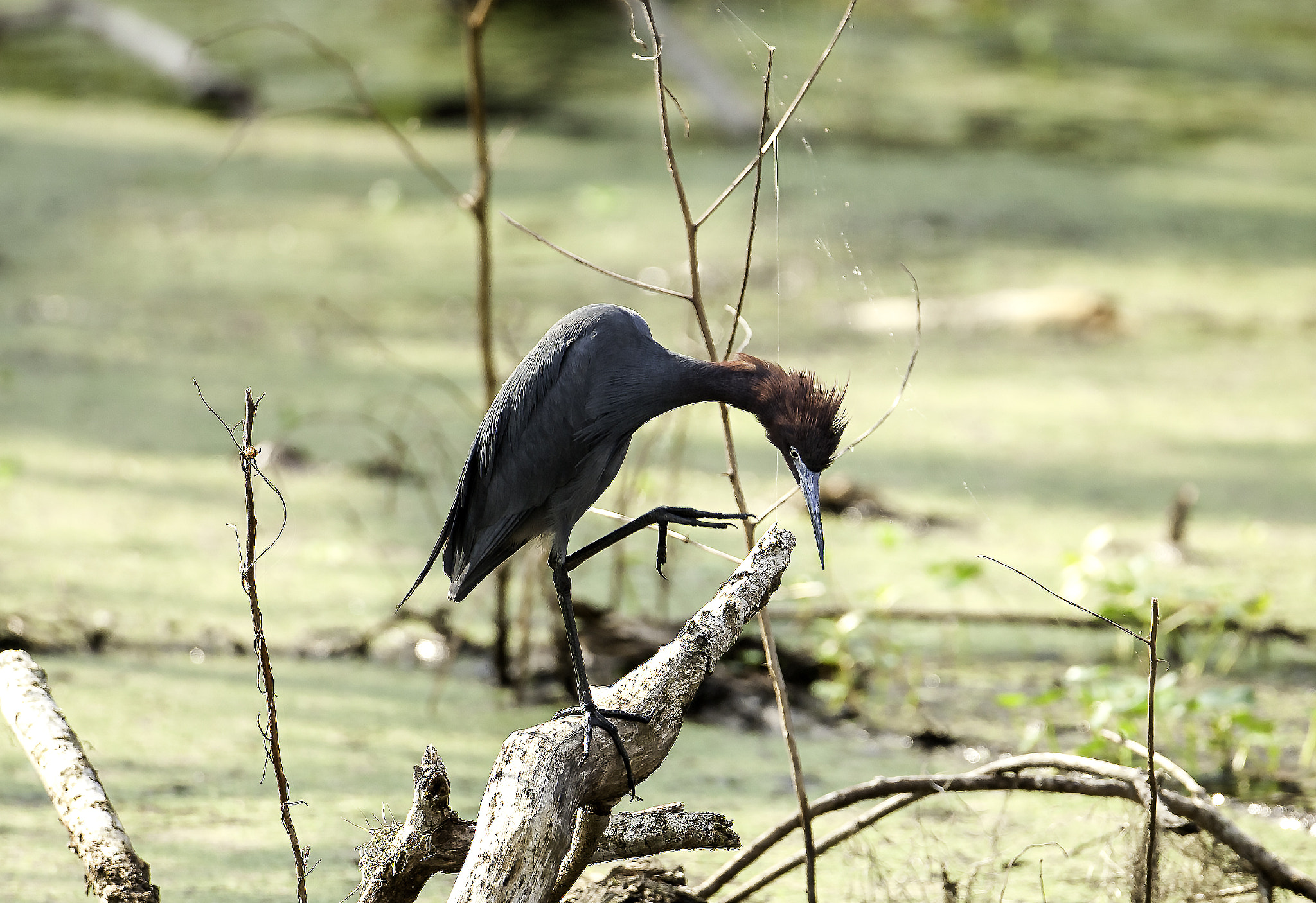 Canon EF 500mm F4L IS USM sample photo. Little blue heron photography