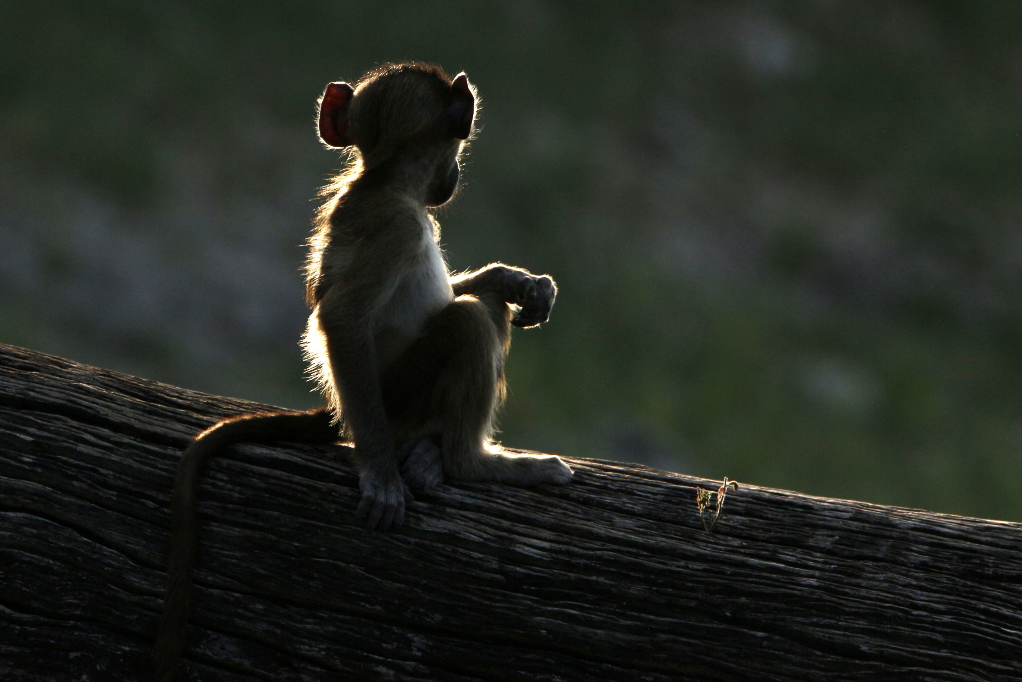 Tamron SP 150-600mm F5-6.3 Di VC USD sample photo. Baboon contemplating life photography