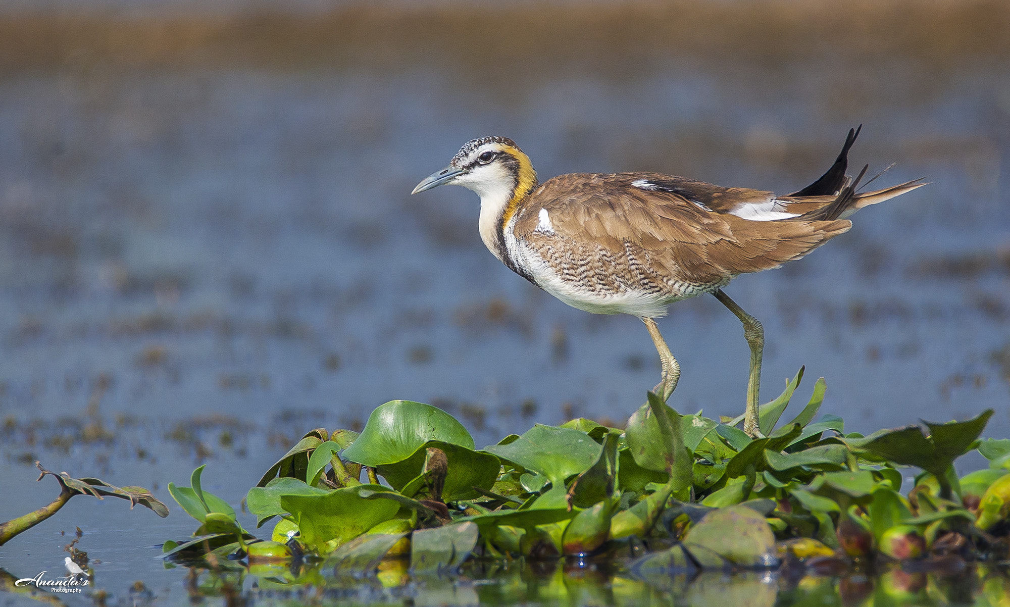 Tamron SP 150-600mm F5-6.3 Di VC USD sample photo. Wader photography