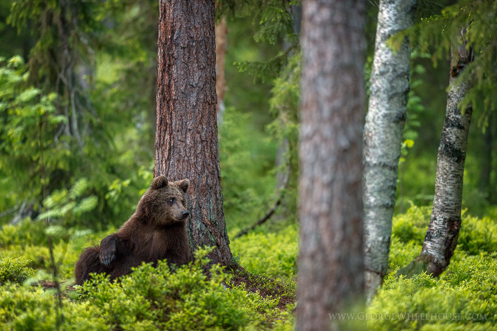 Nikon D800 + AF-S Nikkor 300mm f/2.8D IF-ED II sample photo. Casual forest bear photography