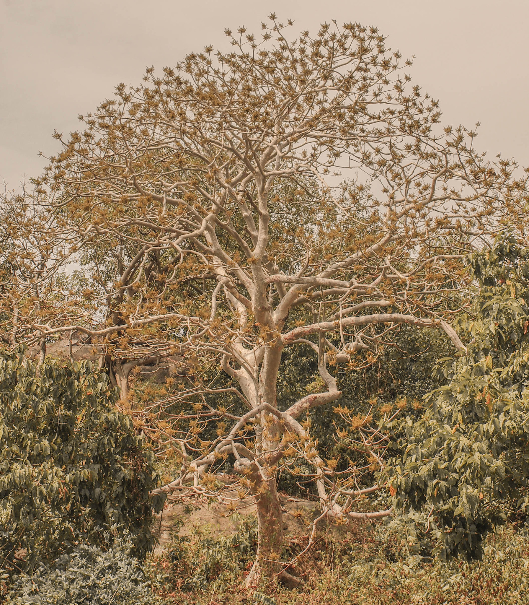 Pentax K200D + Sigma sample photo. Magic tree photography