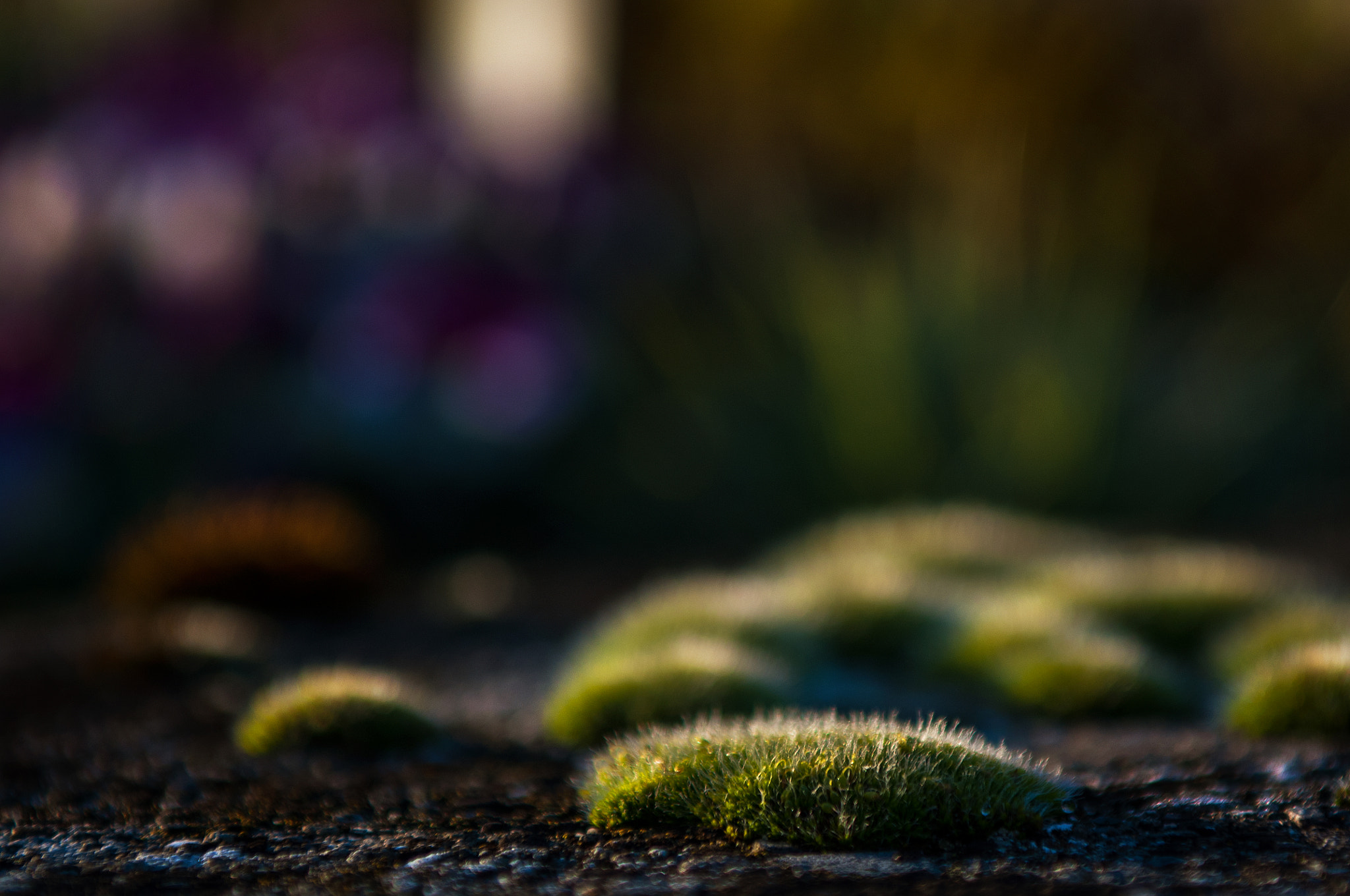 Nikon D300S + Sigma 24-70mm F2.8 EX DG Macro sample photo. Beautiness photography