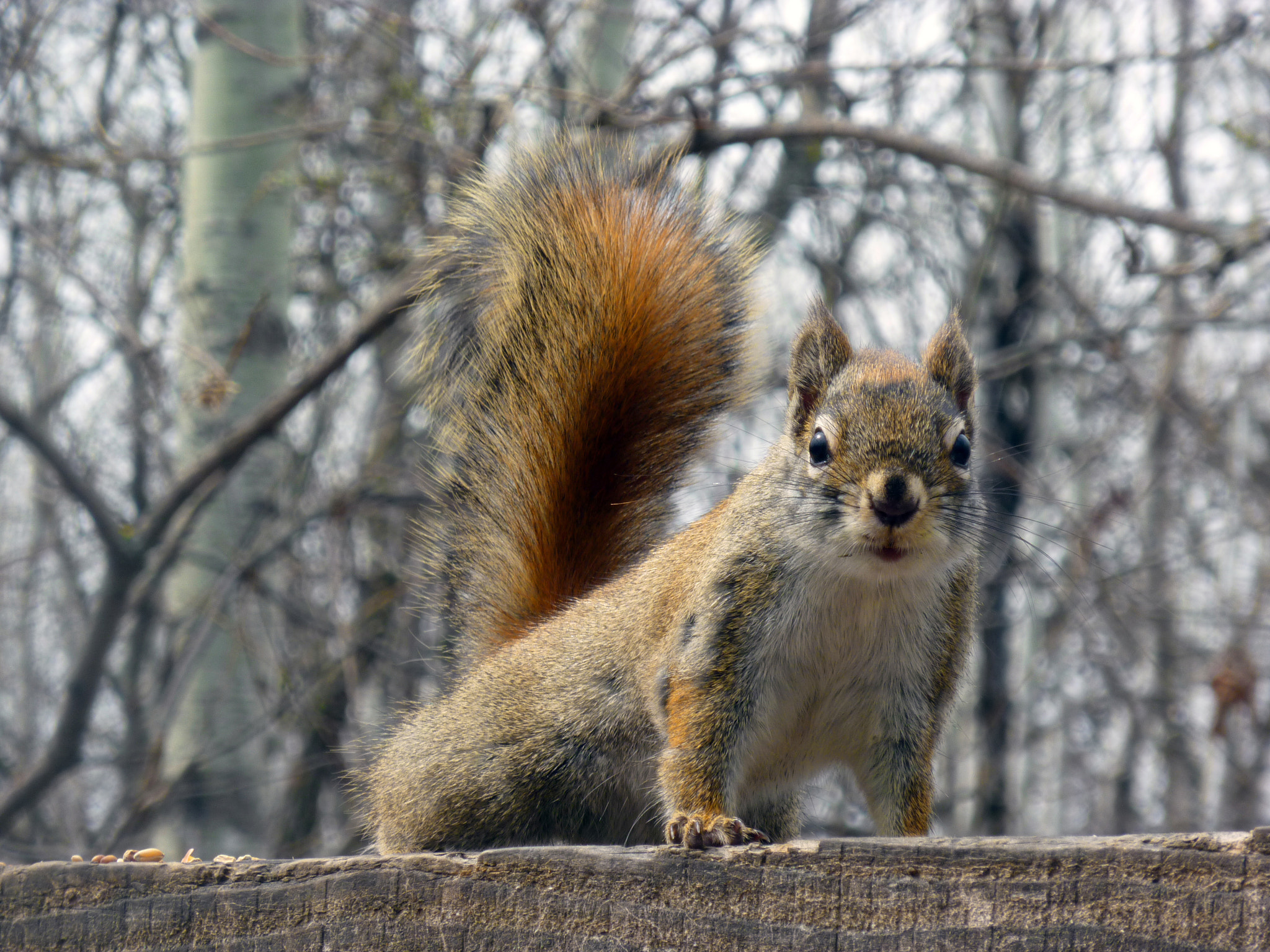 Panasonic DMC-ZR1 sample photo. Red squirrel watching photography