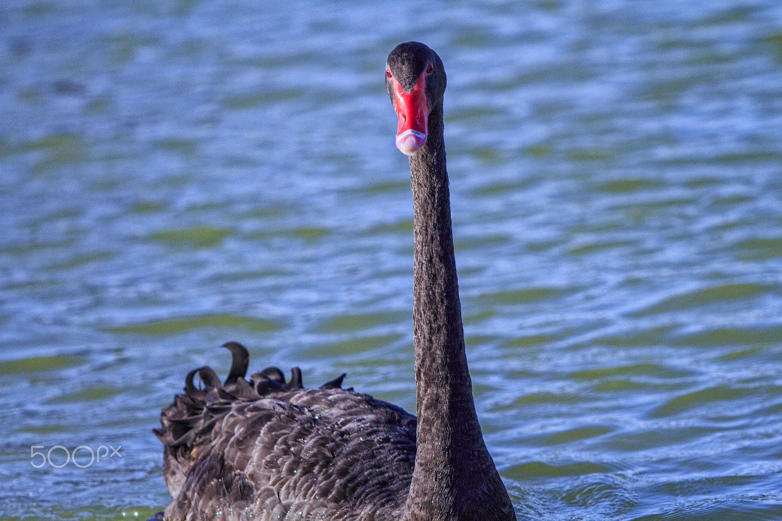 Canon EF 70-200mm F2.8L USM sample photo. The leader.jpg photography
