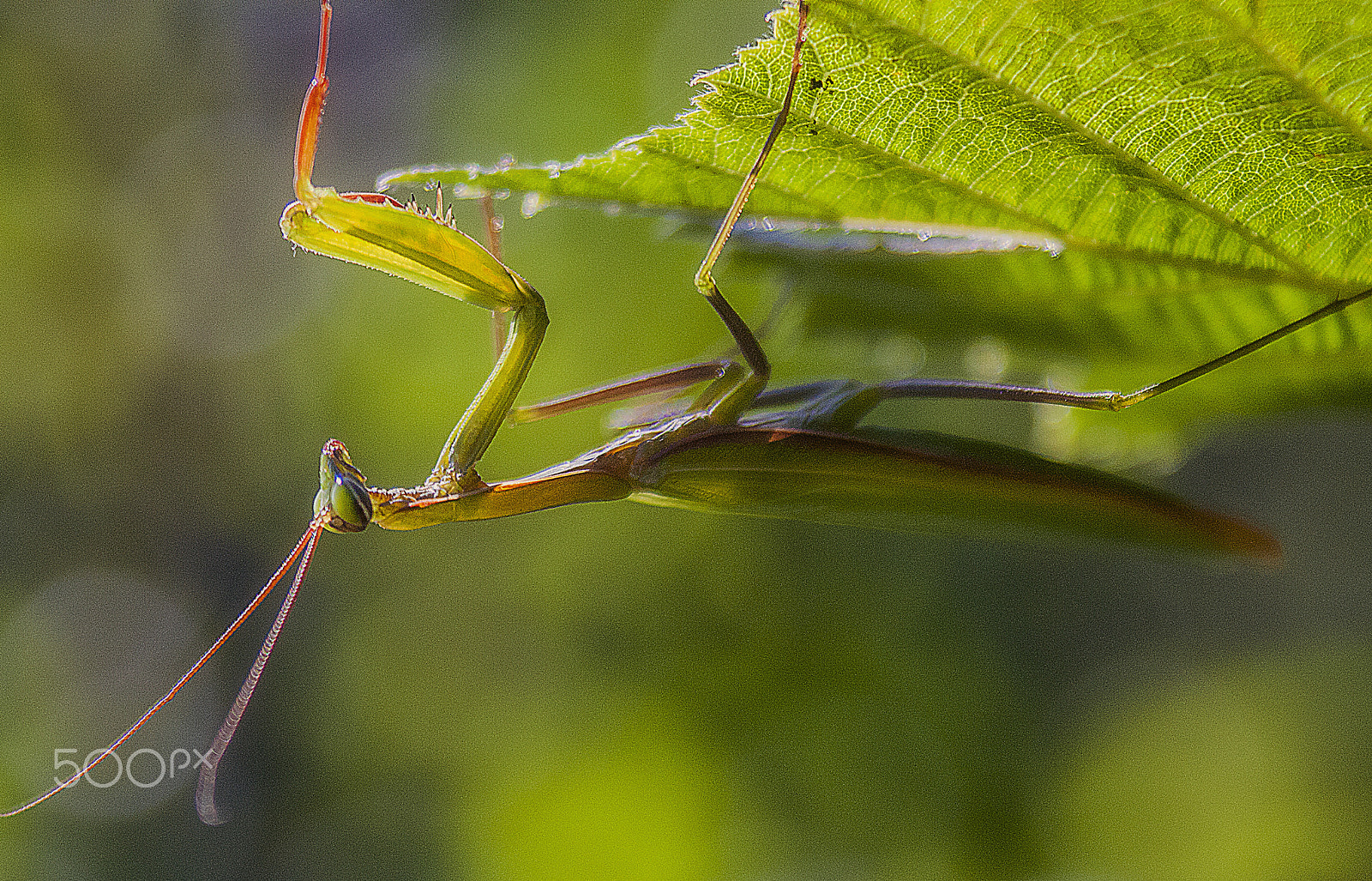 Canon EF 28-90mm f/4-5.6 USM sample photo. Mantis photography