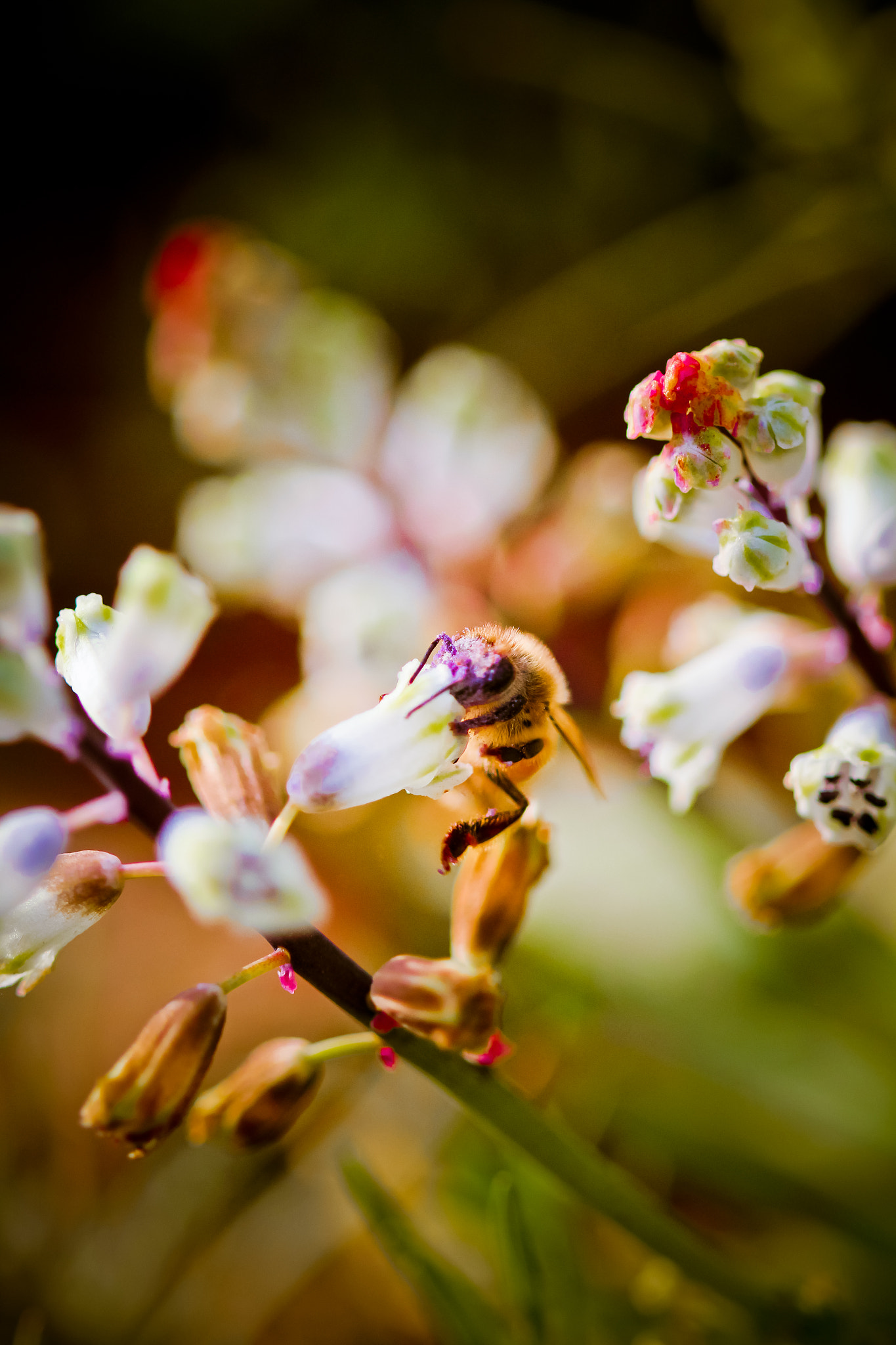 Canon EOS 60D + Canon EF 100mm F2.8 Macro USM sample photo. Feeding ~ photography