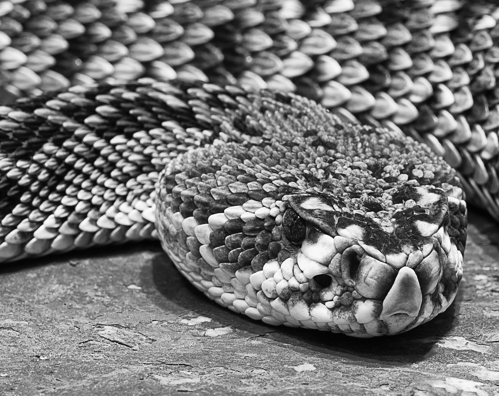 Nikon D70 sample photo. Snake photography
