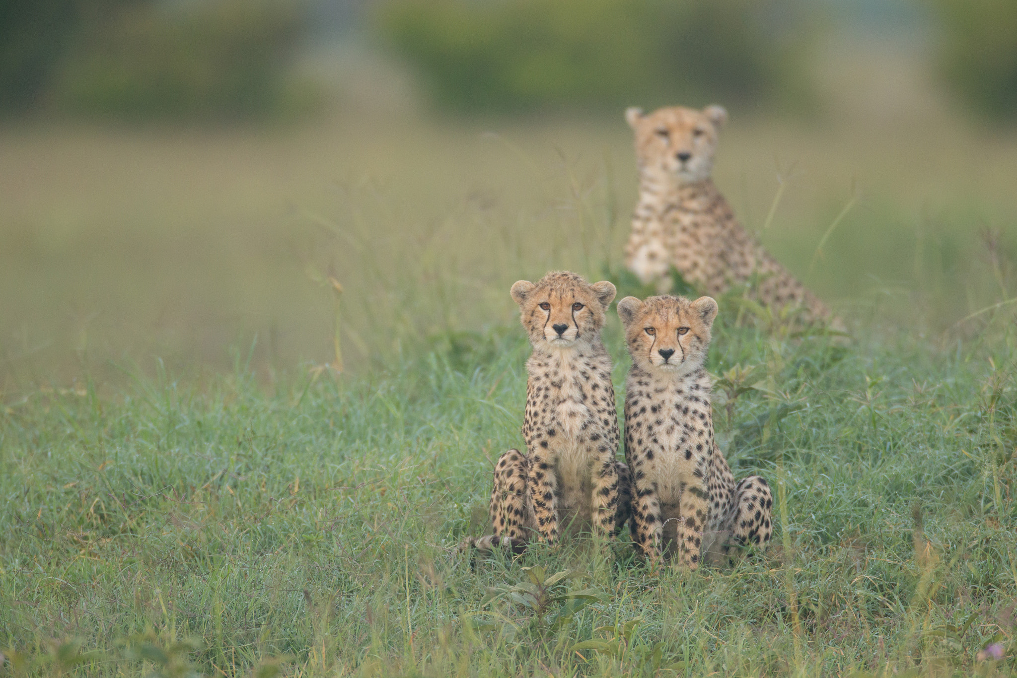 Canon EF 600mm F4L IS USM sample photo. Cheetah family photography