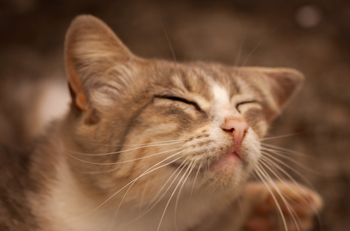Sigma 70-300mm F4-5.6 APO DG Macro sample photo. How to enjoy life photography