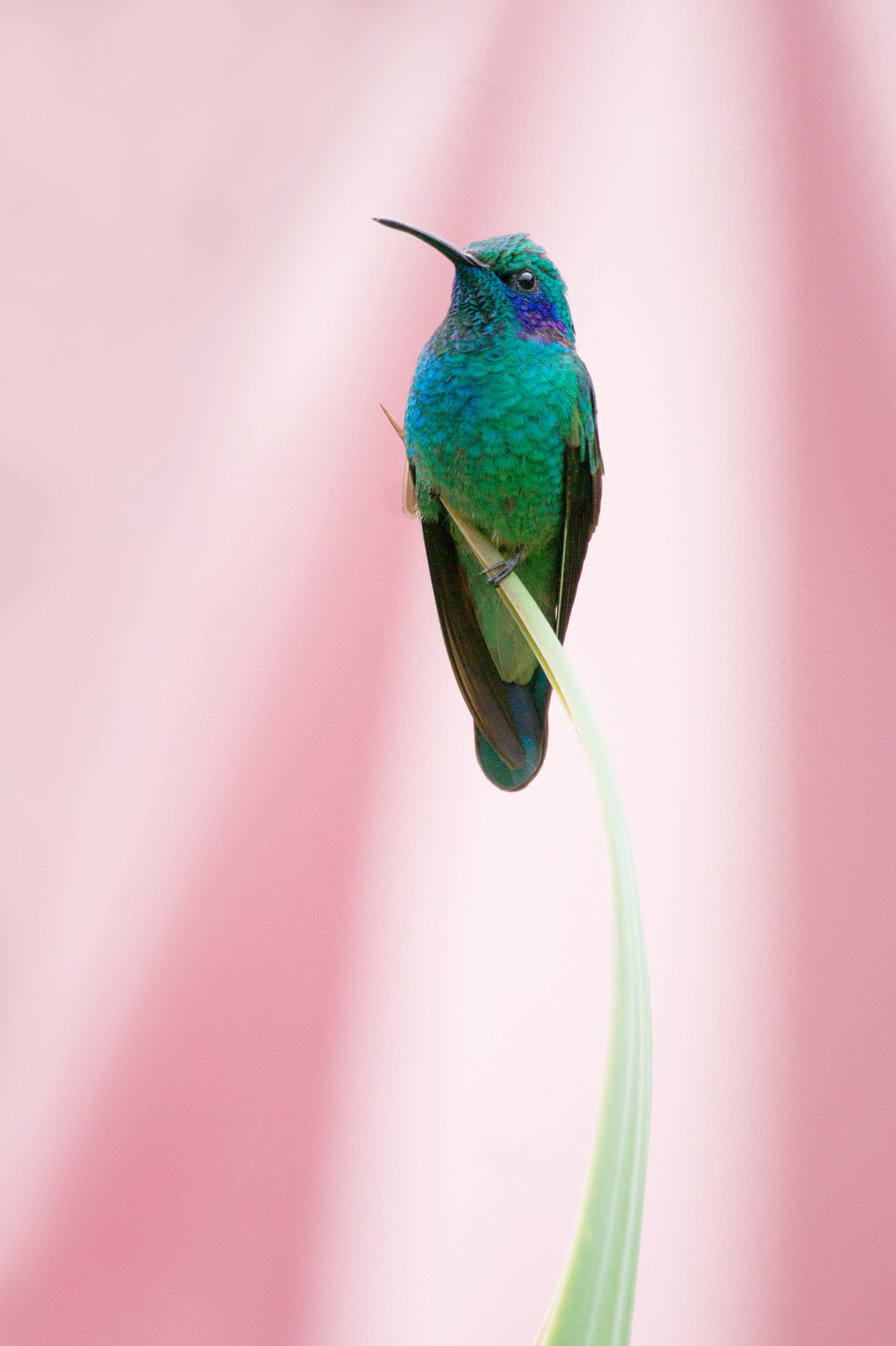 Sony 70-300mm F4.5-5.6 G SSM sample photo. Hummingbird photography