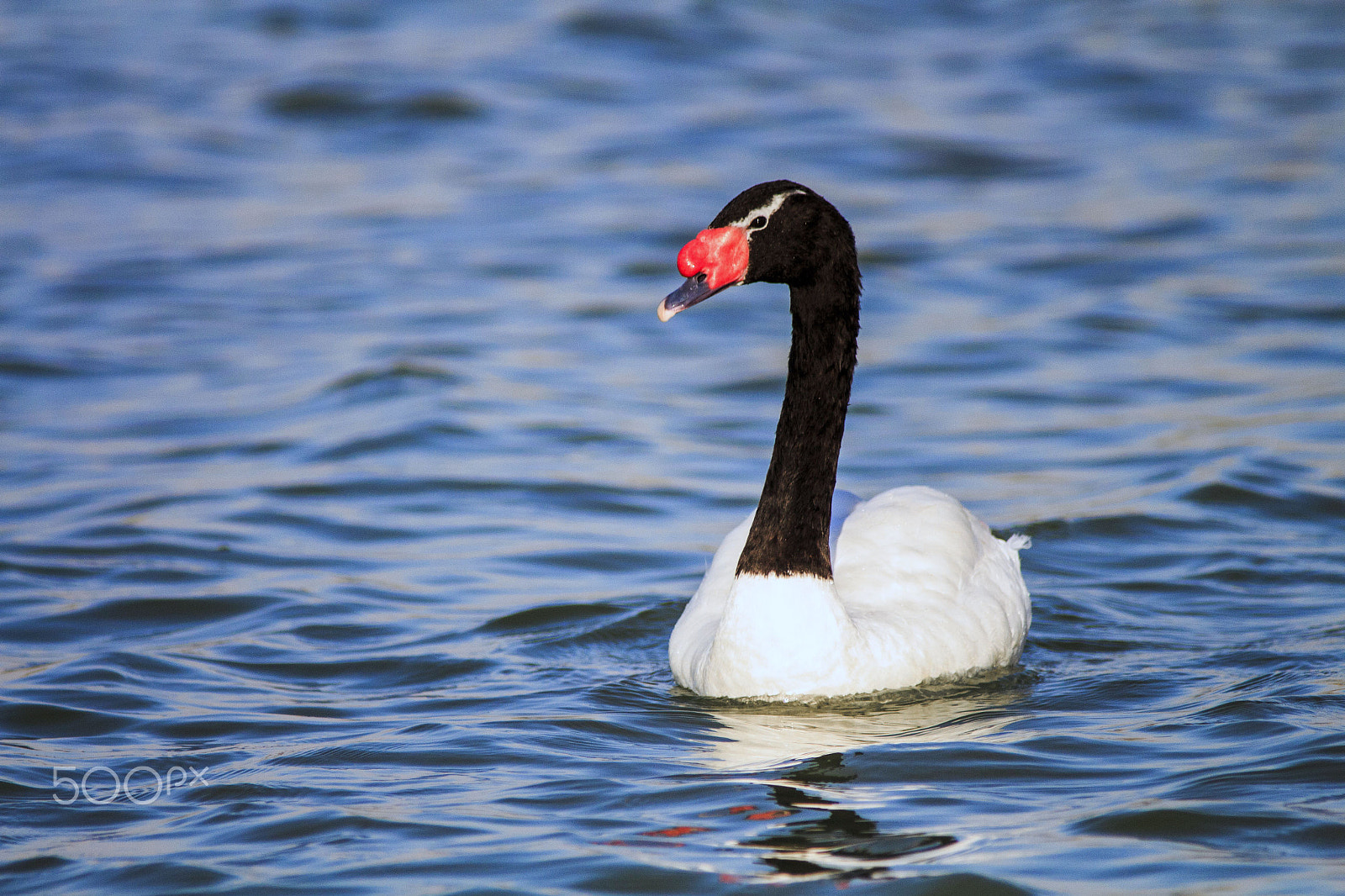 Canon EF 70-200mm F2.8L USM sample photo. Both sides.jpg photography