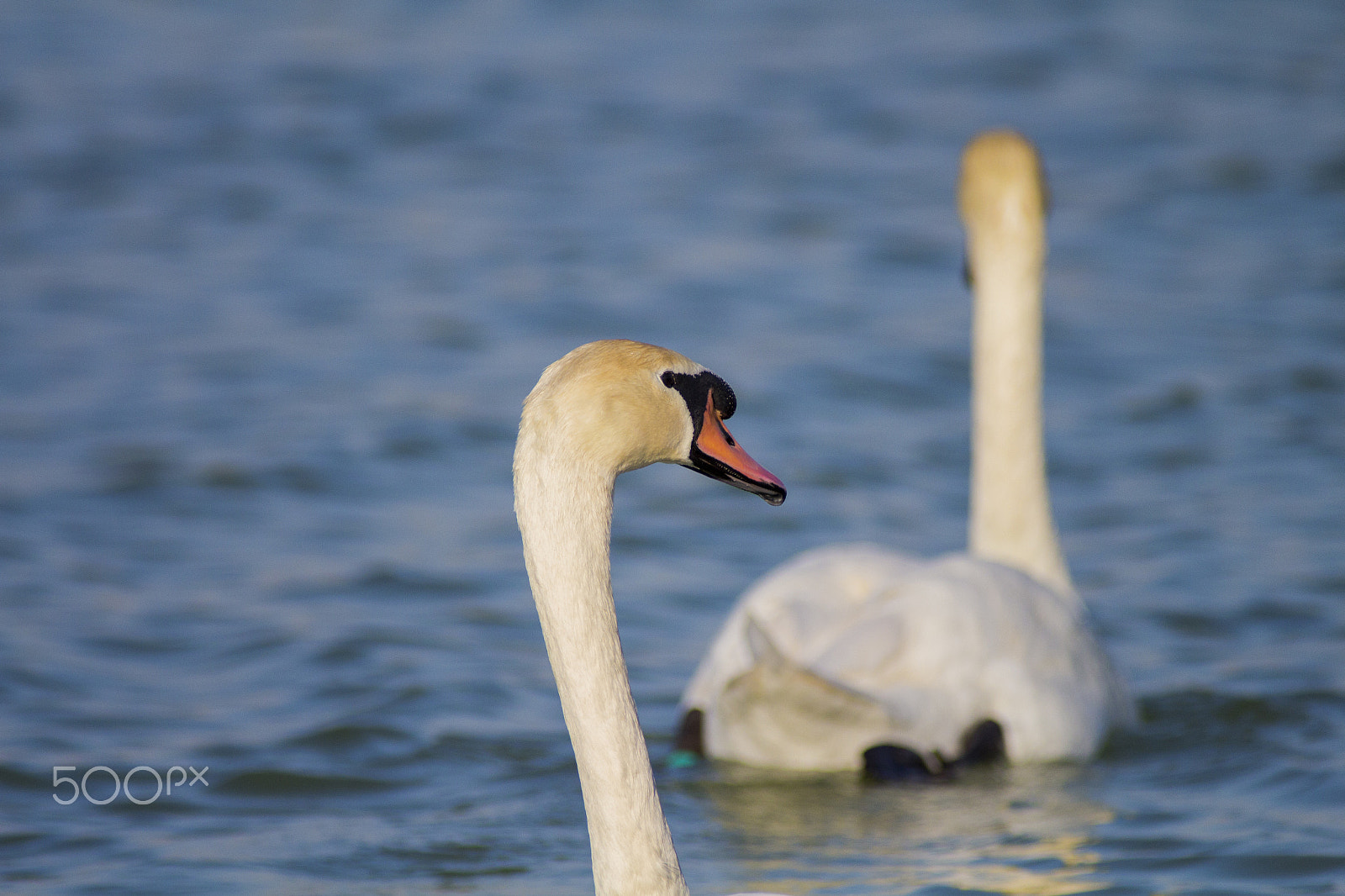 Canon EF 70-200mm F2.8L USM sample photo. Graciouse me.jpg photography