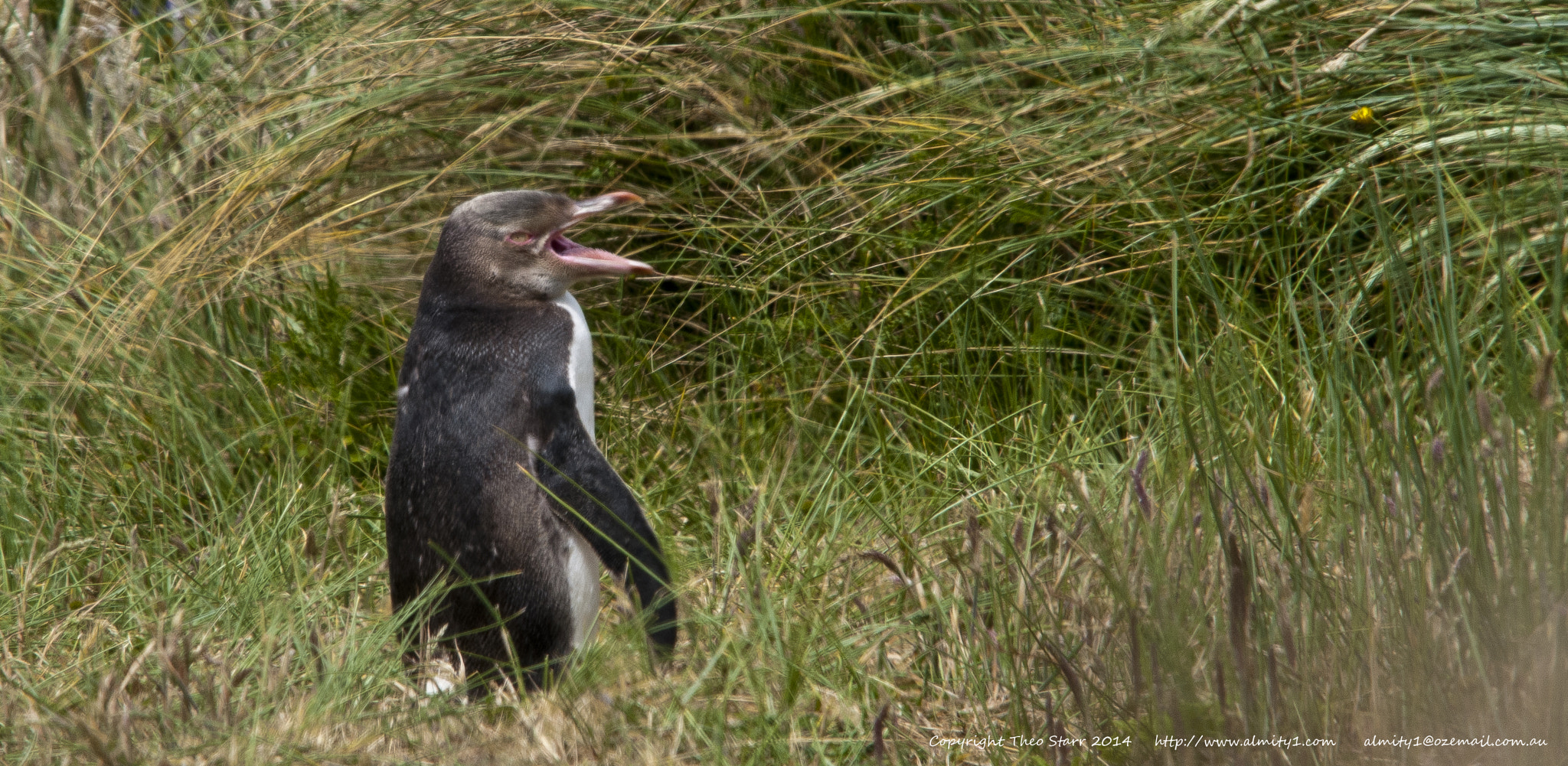 Sigma 150-500mm F5-6.3 DG OS HSM sample photo. South island, new zealand photography