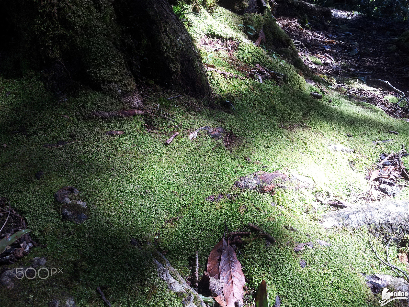 Samsung Galaxy S2 Epic sample photo. Is green ?.jpg photography