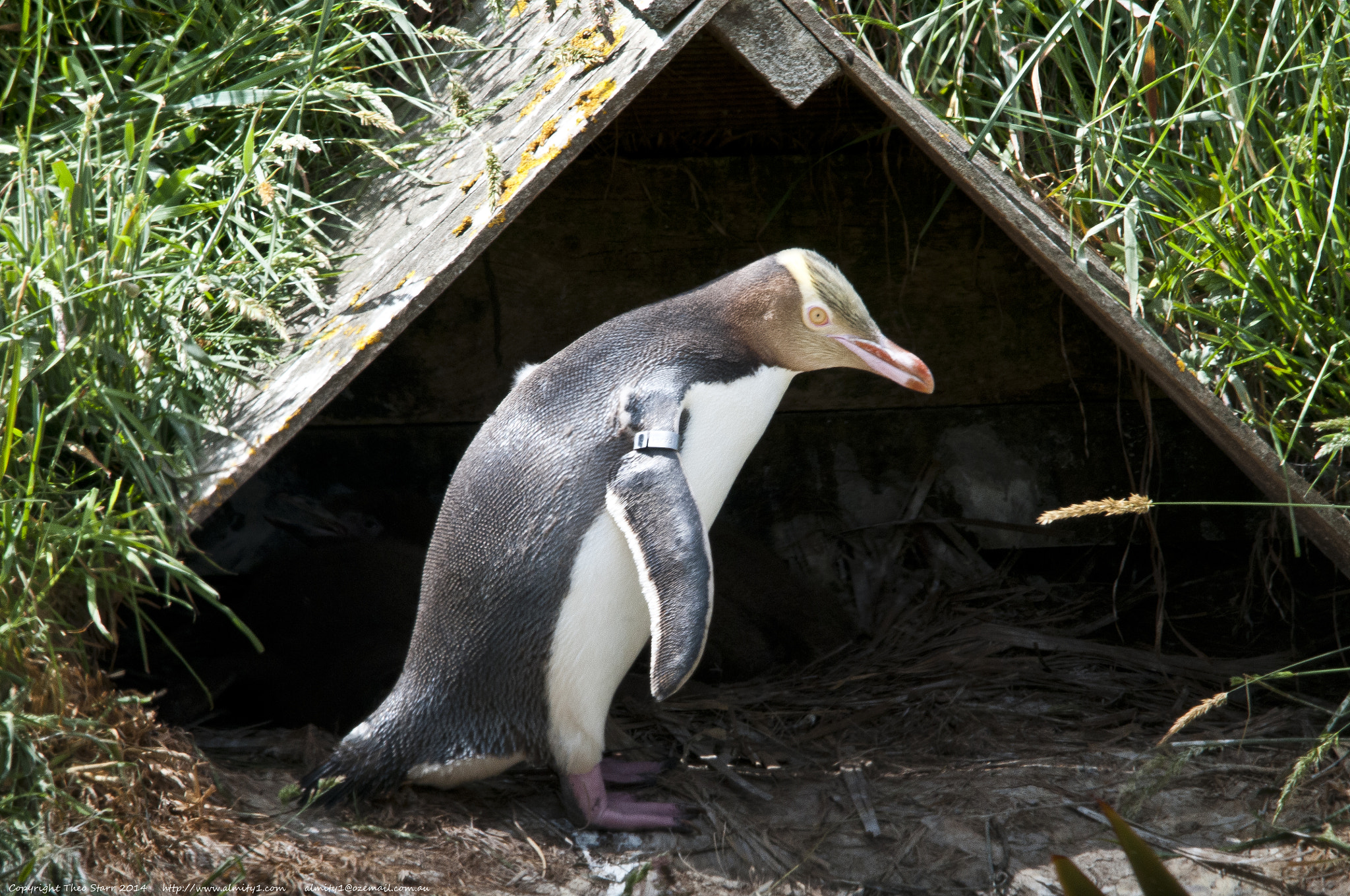 Sigma 150-500mm F5-6.3 DG OS HSM sample photo. South island, new zealand photography