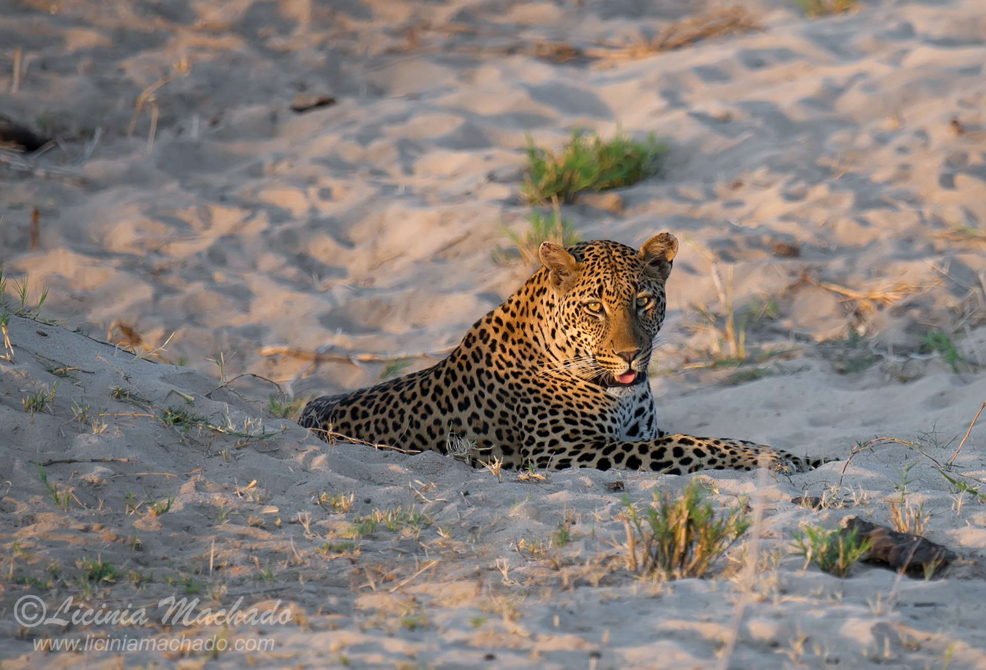 Nikon D3S + Nikon AF-S Nikkor 500mm F4G ED VR sample photo. Leopard in dry riverbed photography
