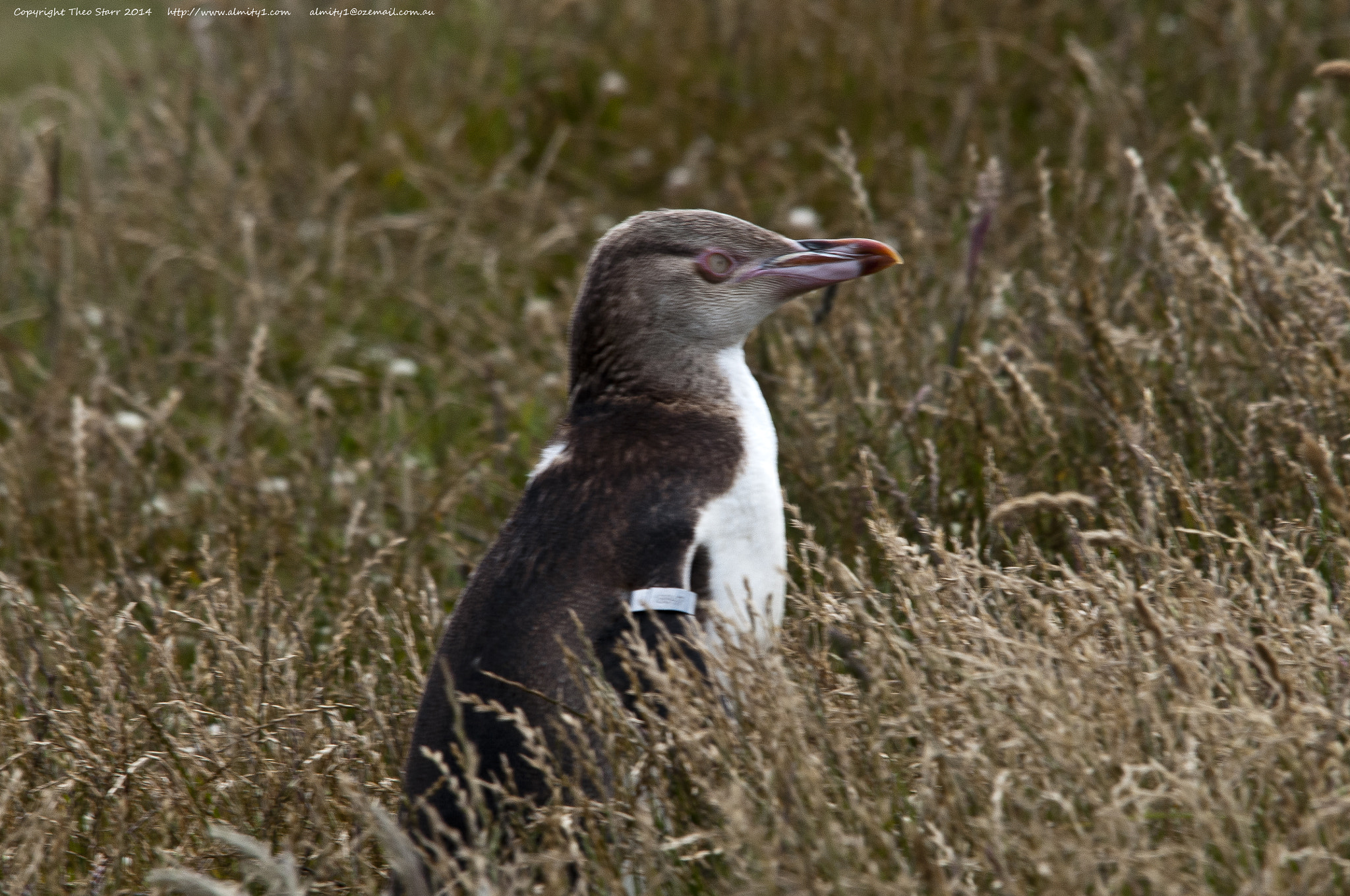 Sigma 150-500mm F5-6.3 DG OS HSM sample photo. South island, new zealand photography