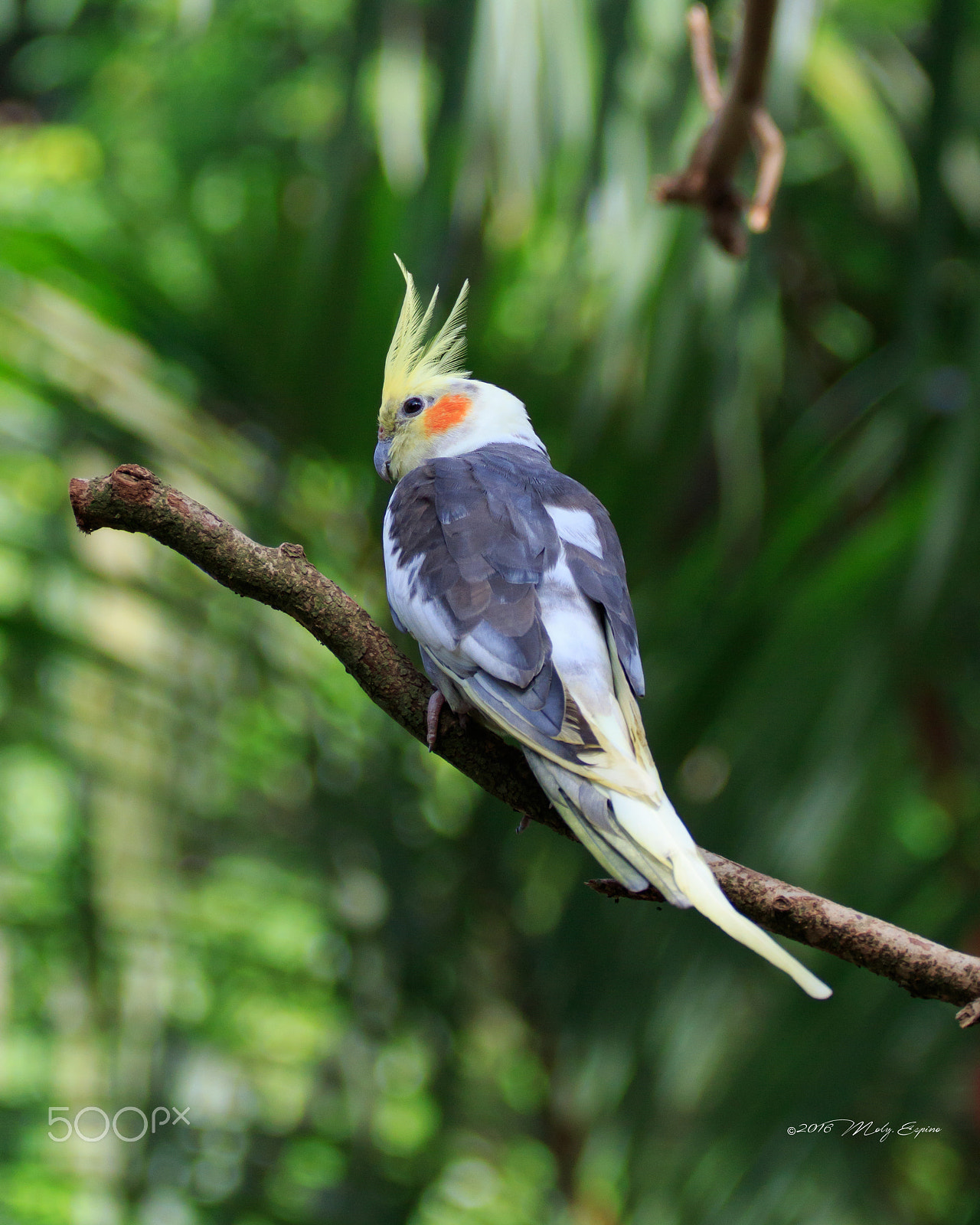 Canon EF 70-200mm F4L USM sample photo. Cockatiel photography