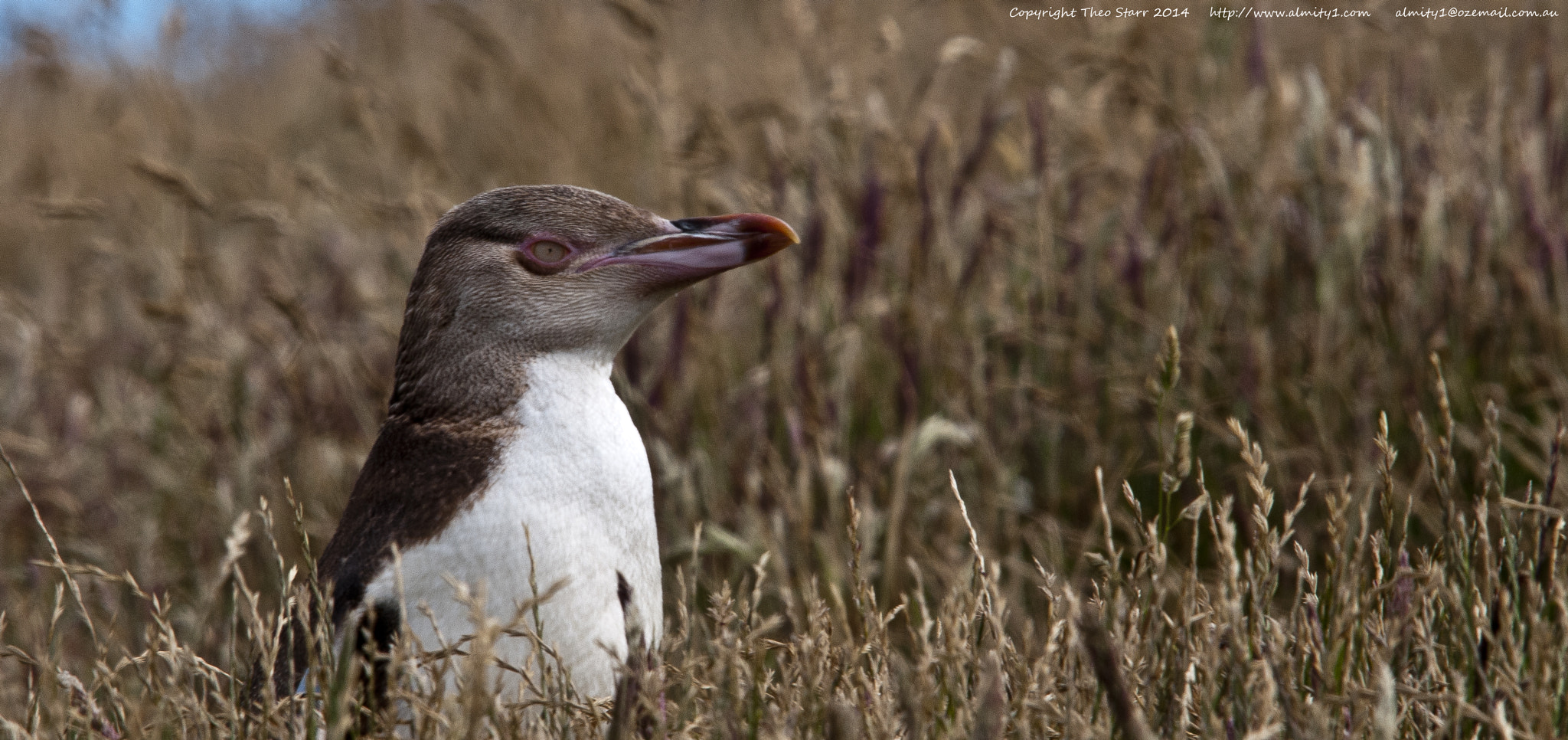 Sigma 150-500mm F5-6.3 DG OS HSM sample photo. South island, new zealand photography
