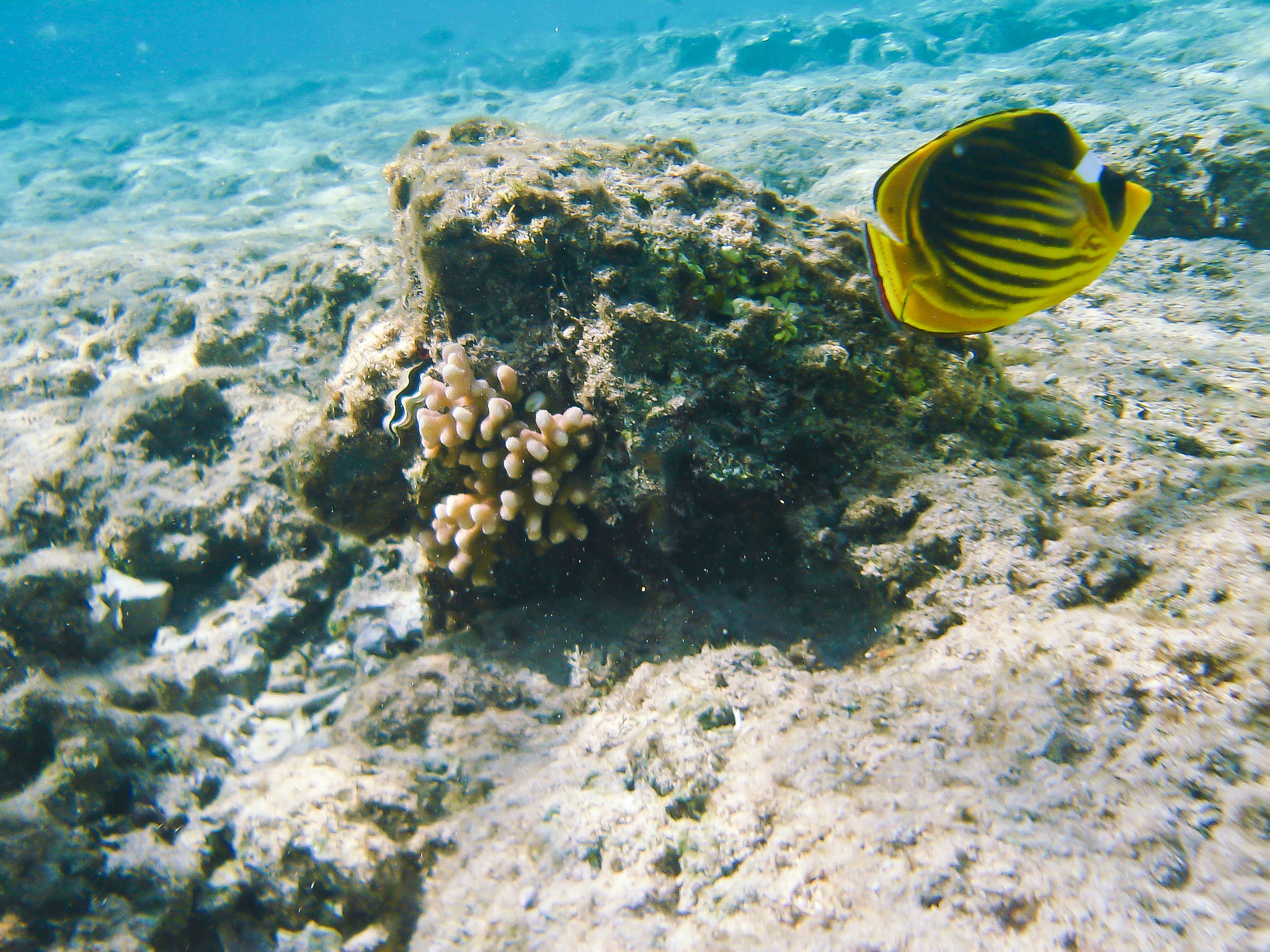 Sony DSC-S40 sample photo. Butterfly and one coral reef photography