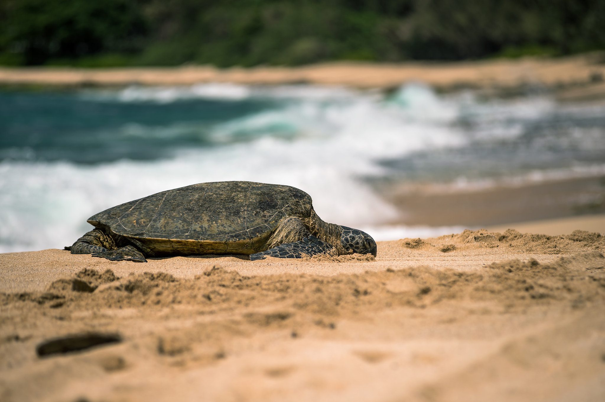 AF Zoom-Nikkor 80-200mm f/2.8 ED sample photo. Turtle photography