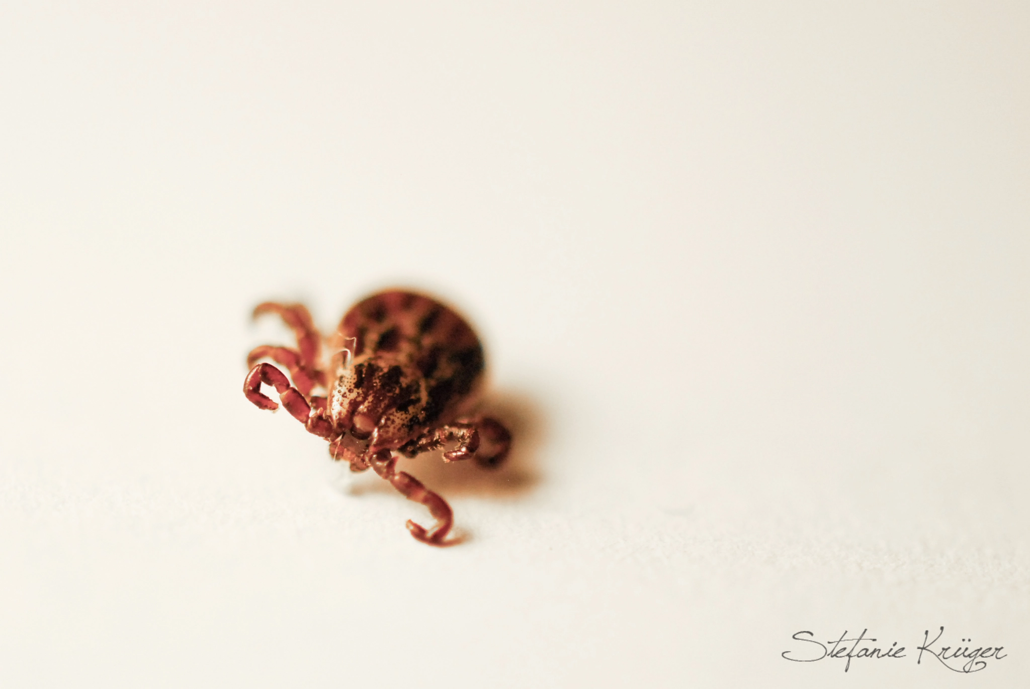 Nikon AF-S DX Micro Nikkor 40mm F2.8 sample photo. Zecke - tick photography
