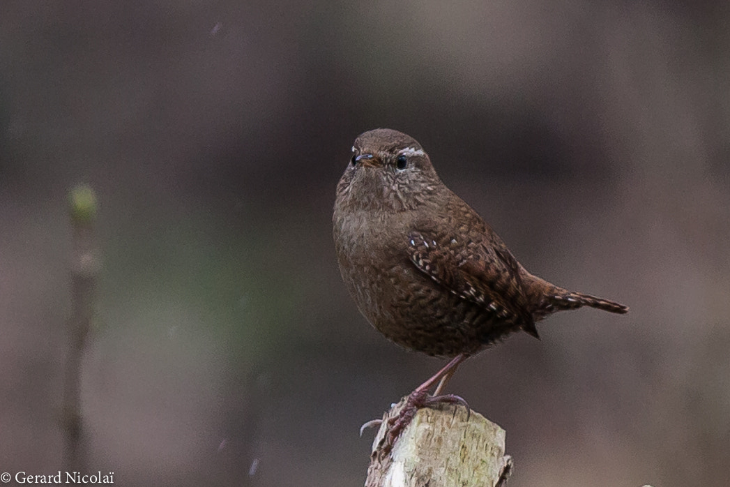 Canon EF 300mm F2.8L IS USM sample photo. Winter wren photography
