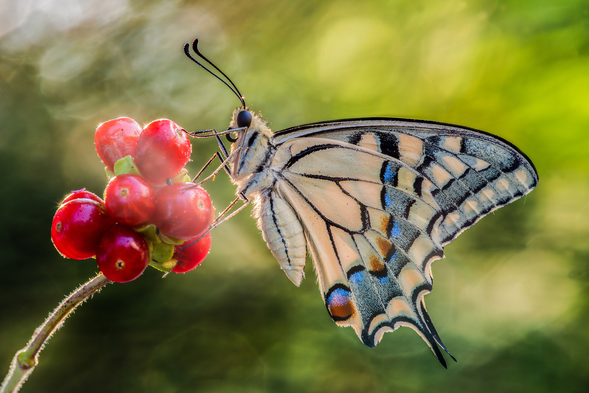 Sigma 150mm F2.8 EX DG Macro HSM sample photo. Il macaone photography