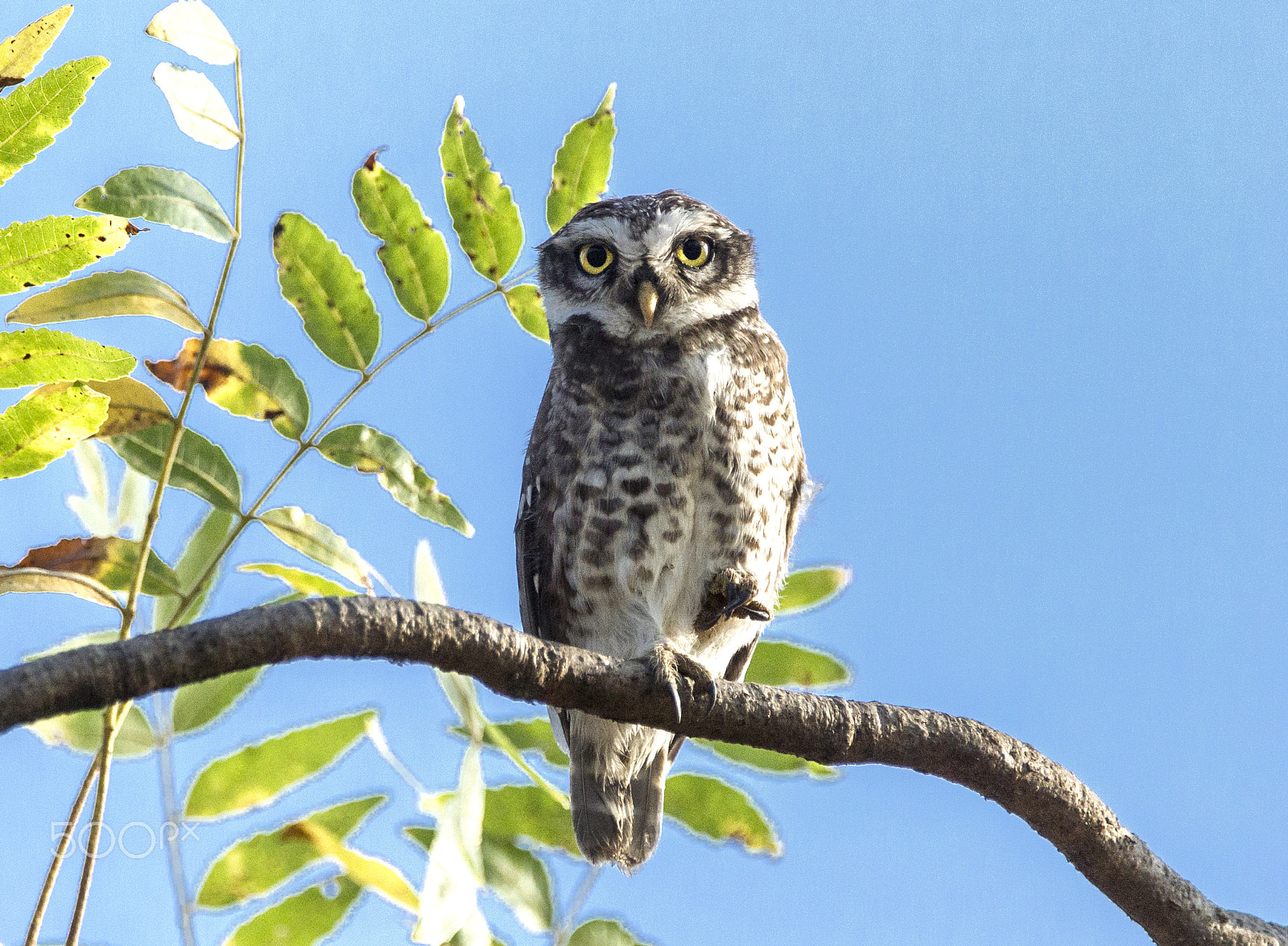 Canon EF 300mm F2.8L IS USM sample photo. Owl !! photography