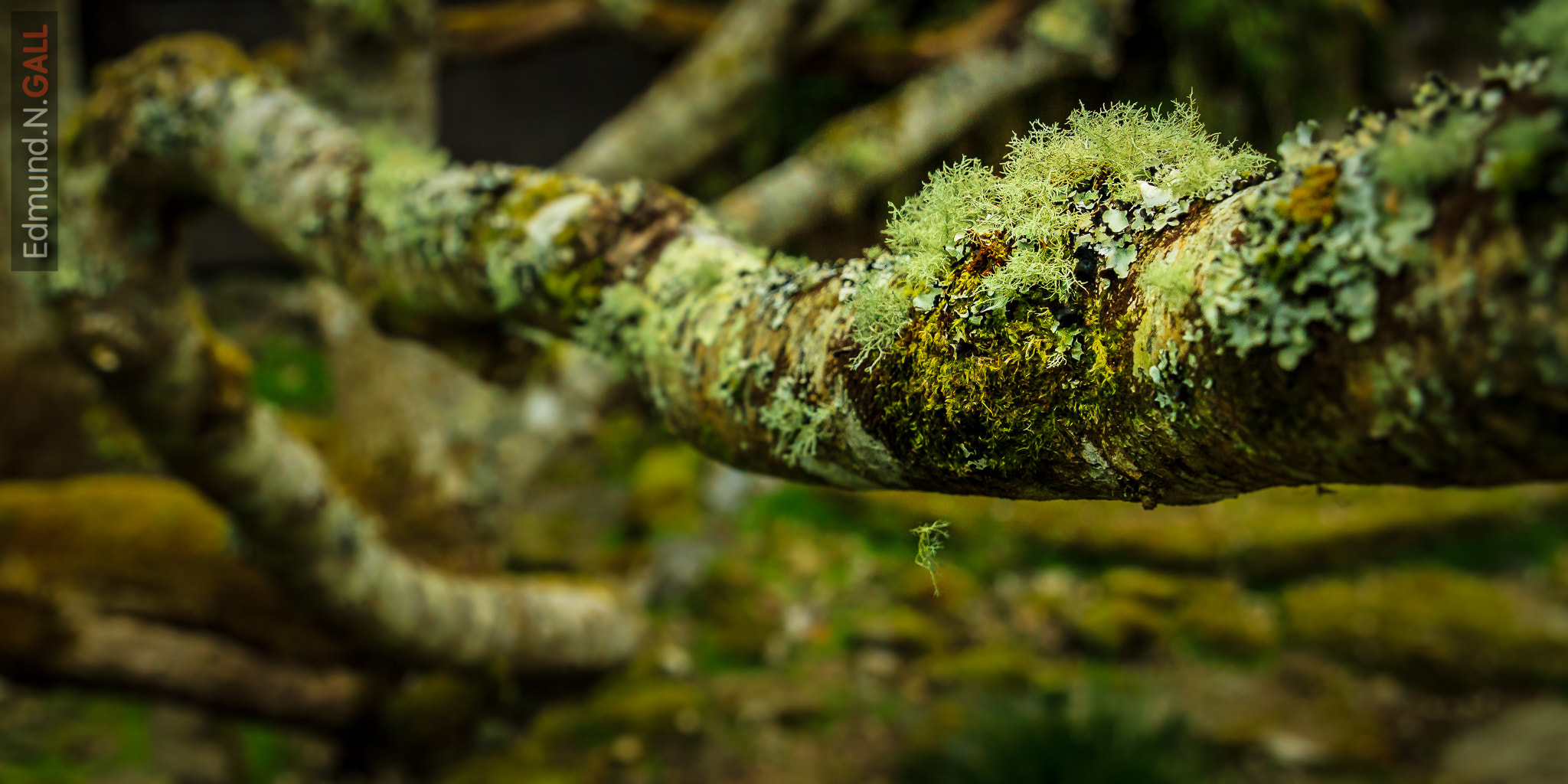 Canon EF 24-70mm F2.8L II USM sample photo. 20150504 15 japanese garden lichen 2x1 photography