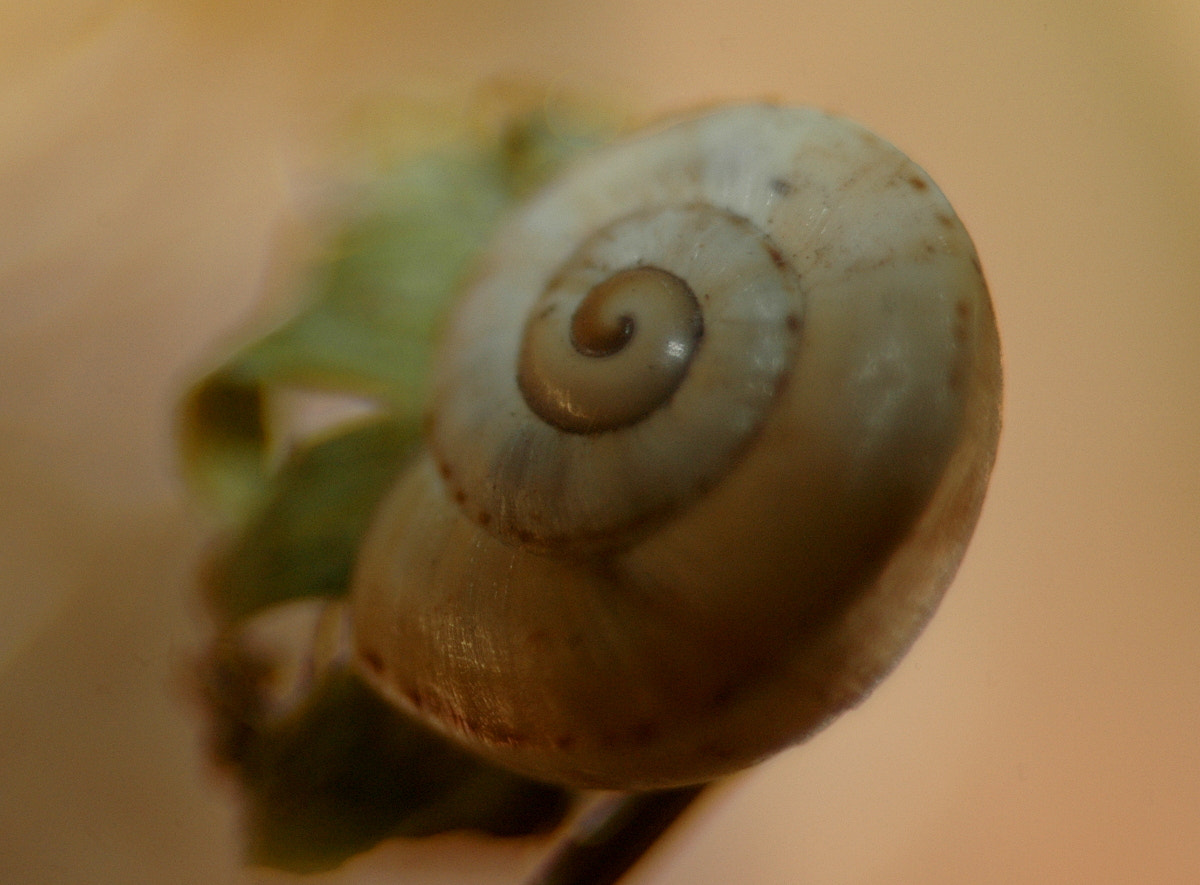 AF Zoom-Nikkor 35-70mm f/3.3-4.5 N sample photo. # photography