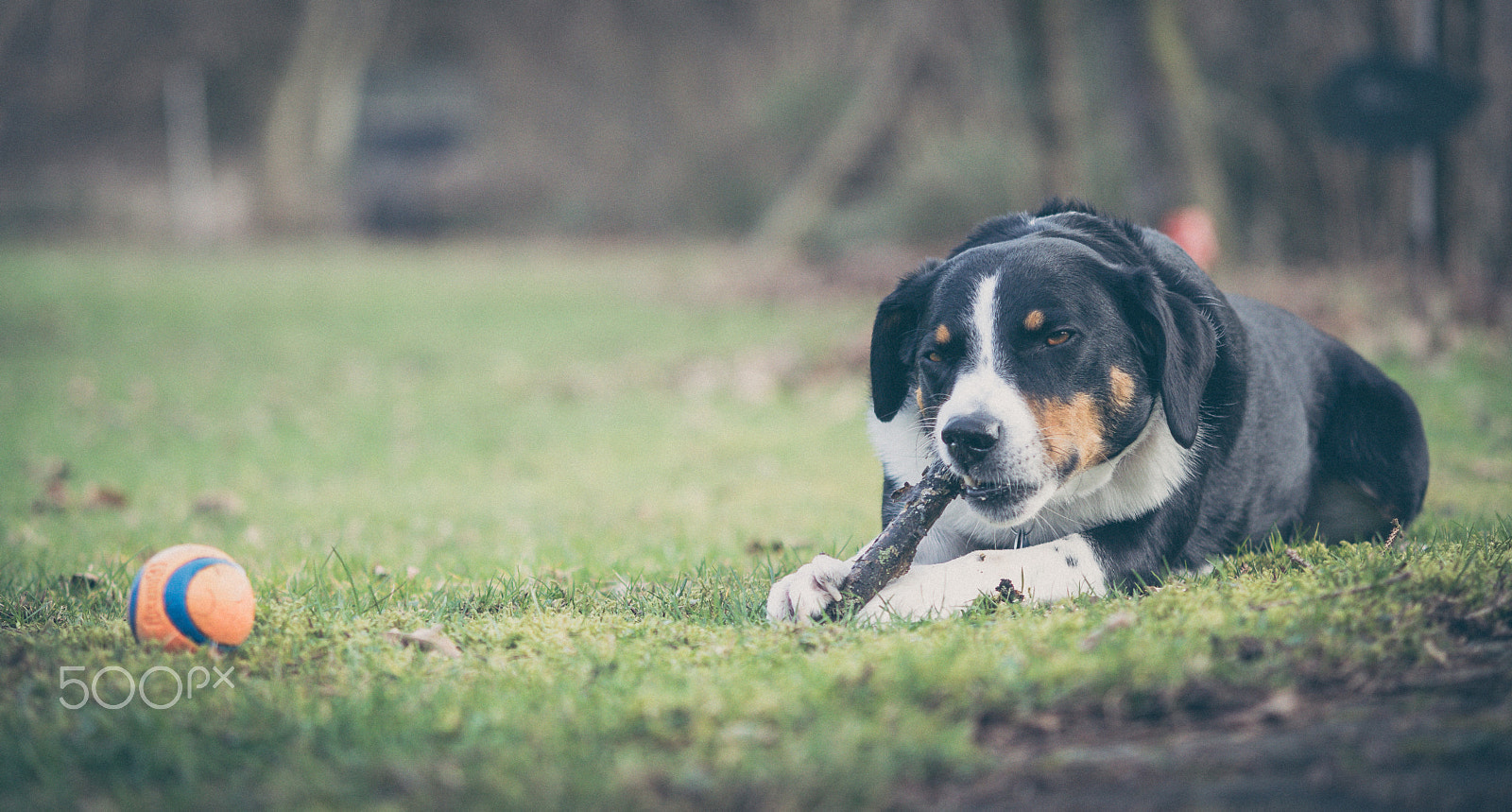 Sony ILCA-77M2 + 50-150mm F2.8 sample photo. Yummi i photography