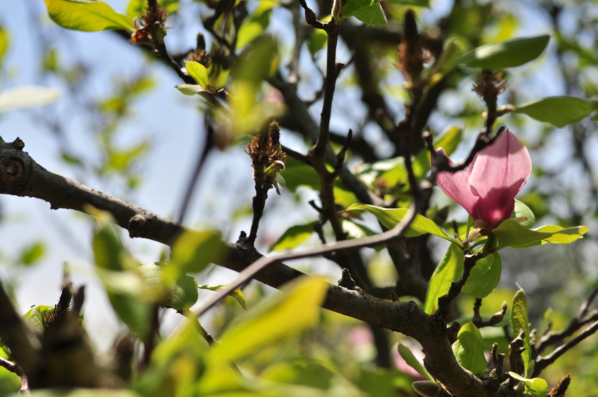 Nikon D5000 + Nikon AF Nikkor 50mm F1.4D sample photo. Dsc_0028.jpg photography