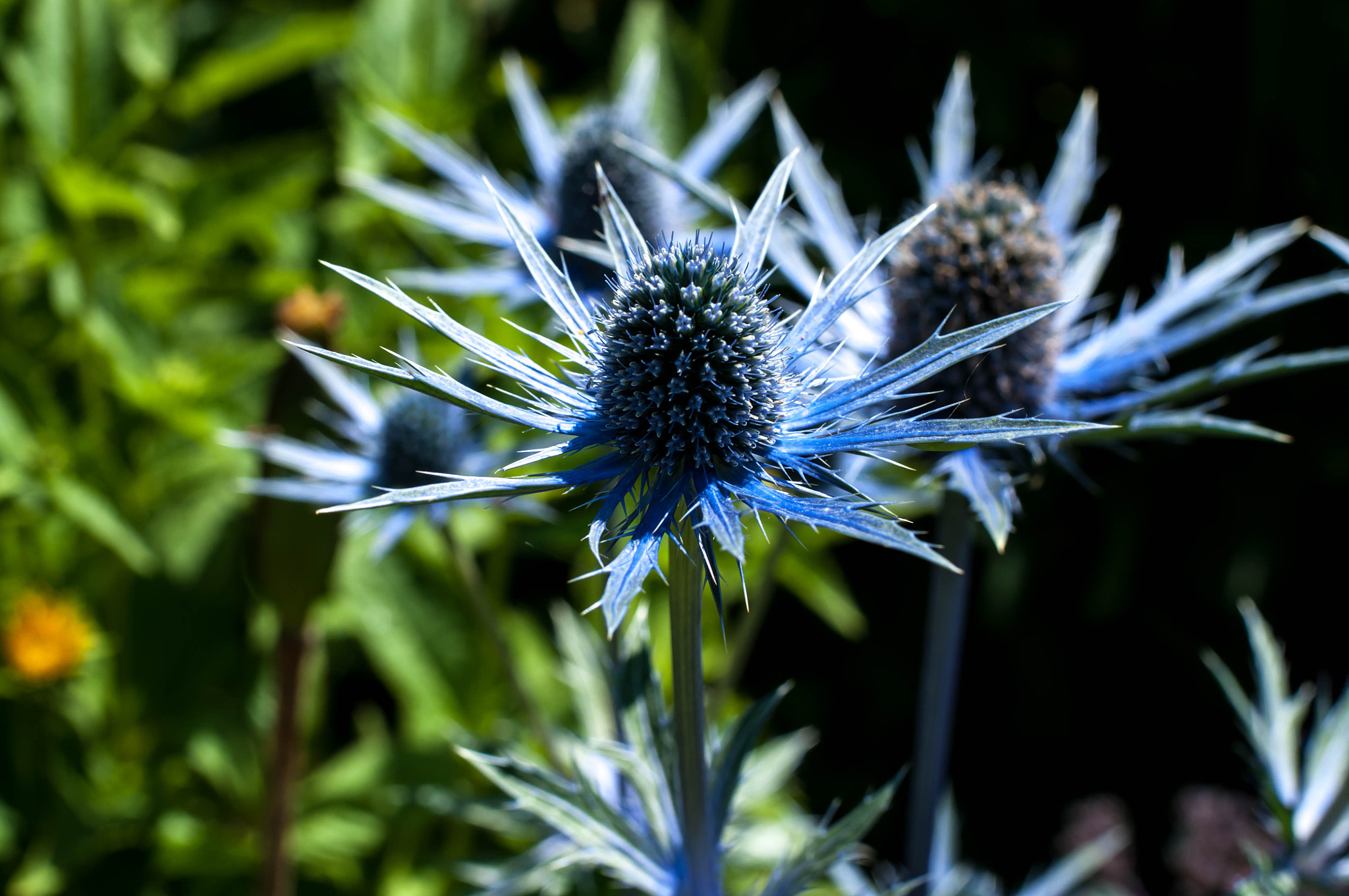 Nikon D5000 + Nikon AF Nikkor 50mm F1.4D sample photo. Michigan vac photography