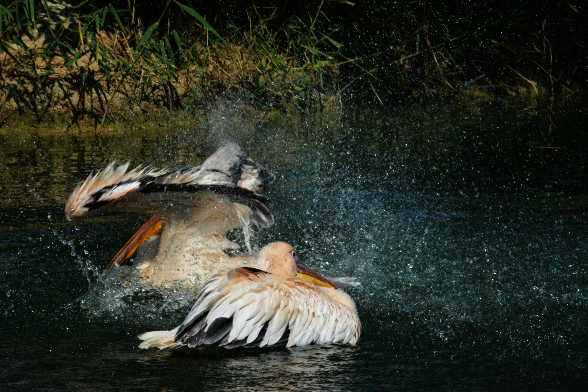 Nikon AF-S Nikkor 600mm F4D ED-IF II sample photo. Pelicans photography