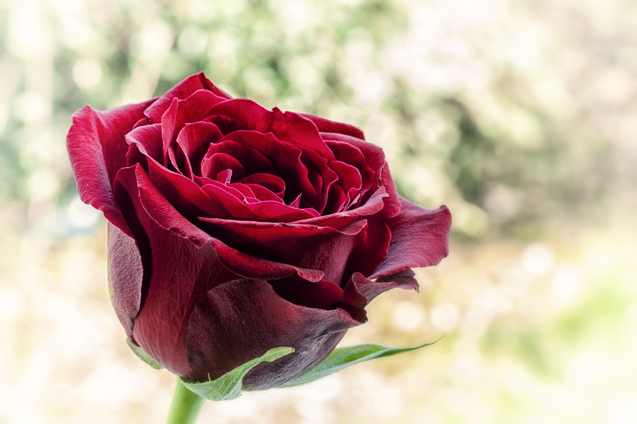 Sony Alpha DSLR-A900 + Minolta AF 100mm F2.8 Macro [New] sample photo. Red rose on a green diffuse background photography